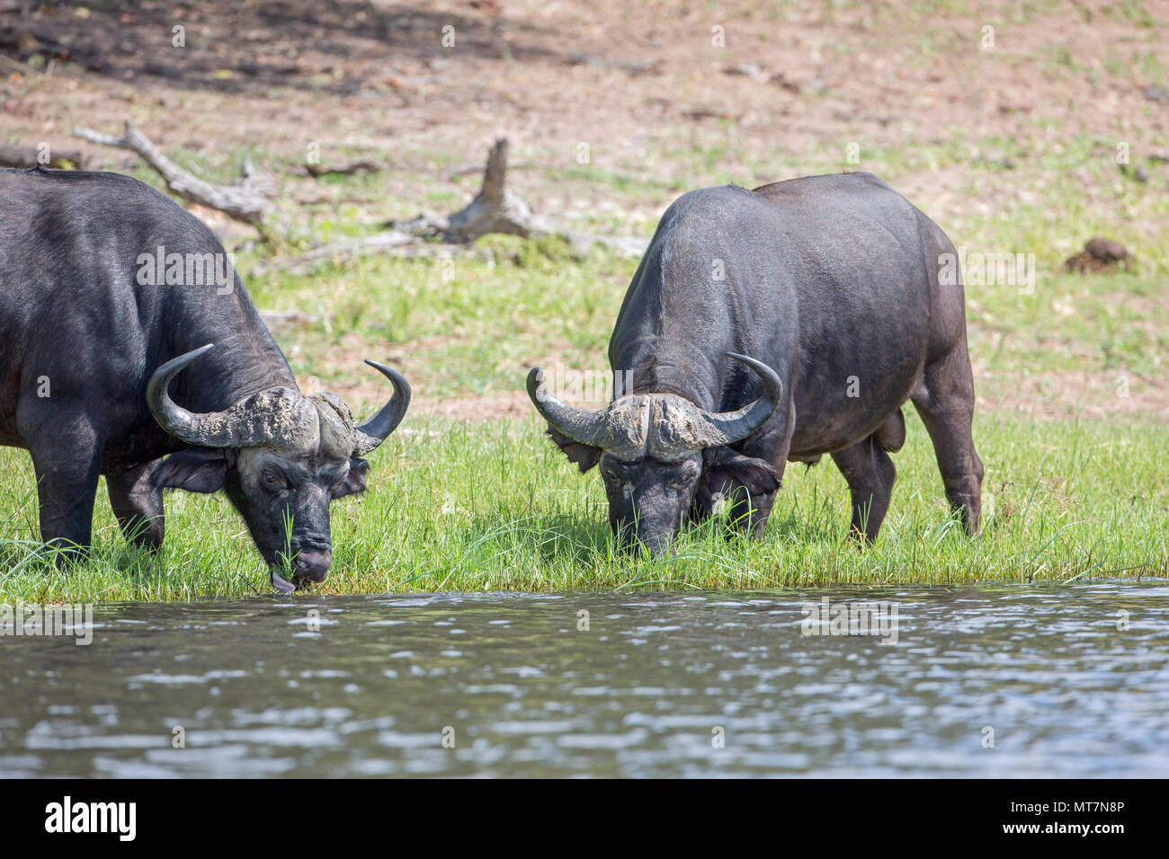 African Buffalo (Syncerus caffer). Bulls or males. Eating coarse, old grass in doing so expose the more tender grass shoots for other grazing species. Stock Photo
