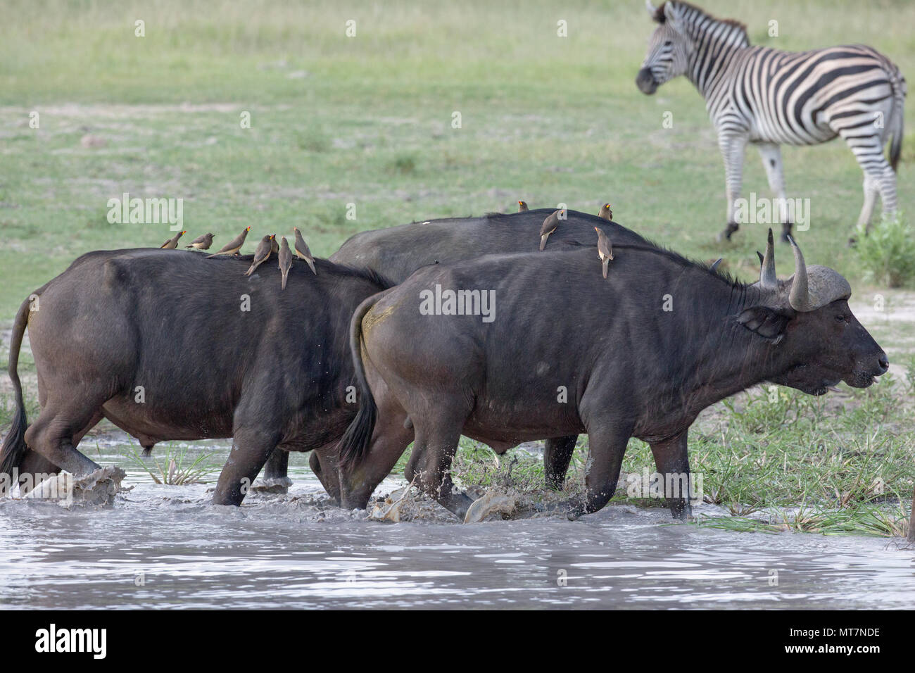 African or Cape Buffalo (Syncerus caffer), and sympatric Burchell’s Zebra (Equus quagga burchellii). Arrival at the water hole. Yellow-billed Oxpeckers (B Stock Photo