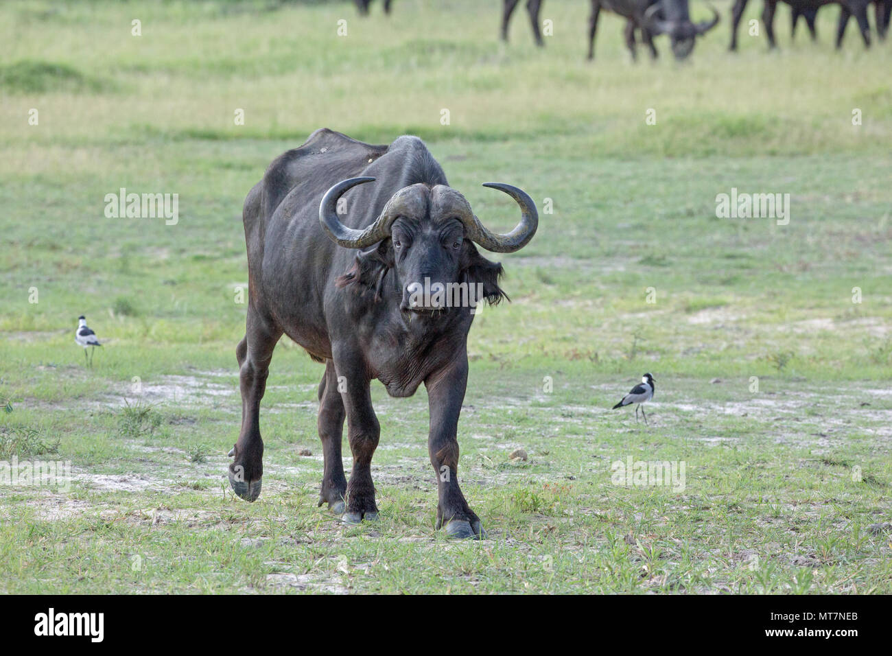 African Buffalo (Syncerus caffer). Buffalo (Syncerus caffer). Single, inferior, poor looking animal, on the periphery of the herd. On way to drinking hole. Likely candidate for predation by lions. Stock Photo