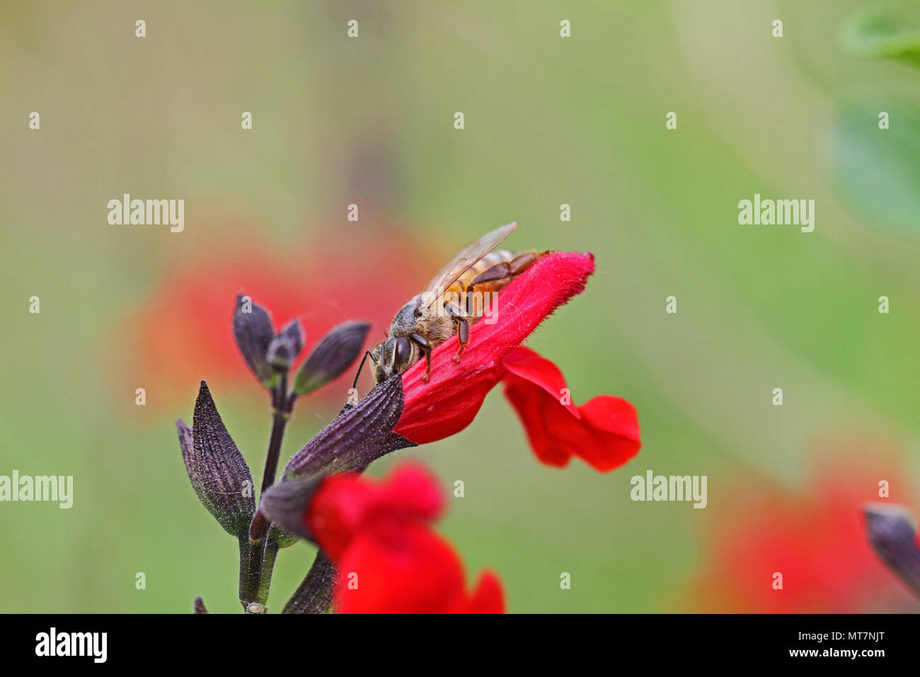 Red Flowers Bee Friendly Salvia /'Royal Bumble/' Sage Royal Bumble in 2L Pot