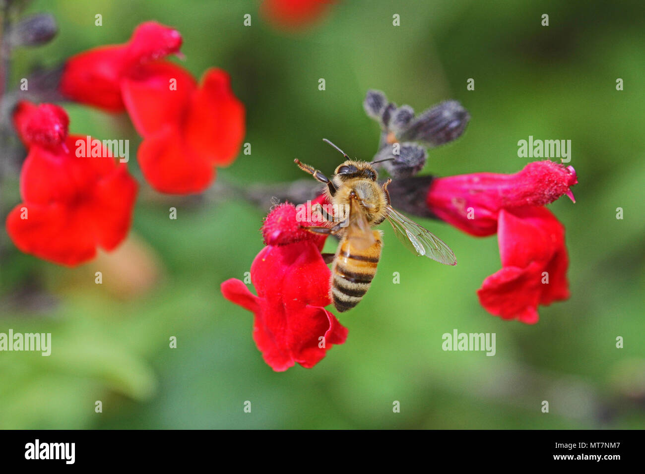honey bee or worker apis mellifera pollinating a scarlet flowering sage royal bumble or salvia x-jamensis close to blooming in Italy in springtime Stock Photo