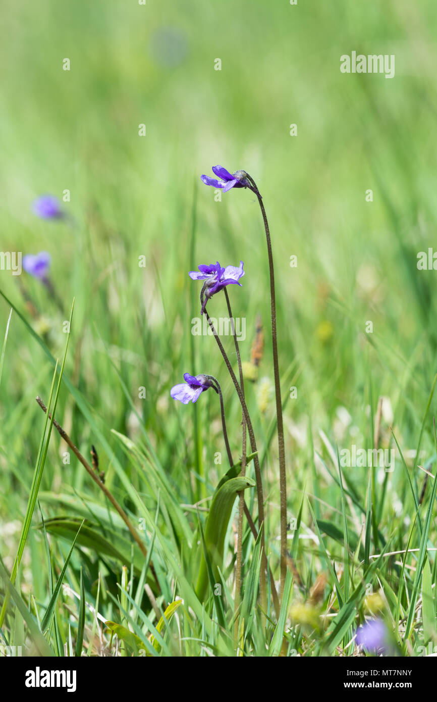 Common butterwort, Pinguicula vulgaris Stock Photo Alamy