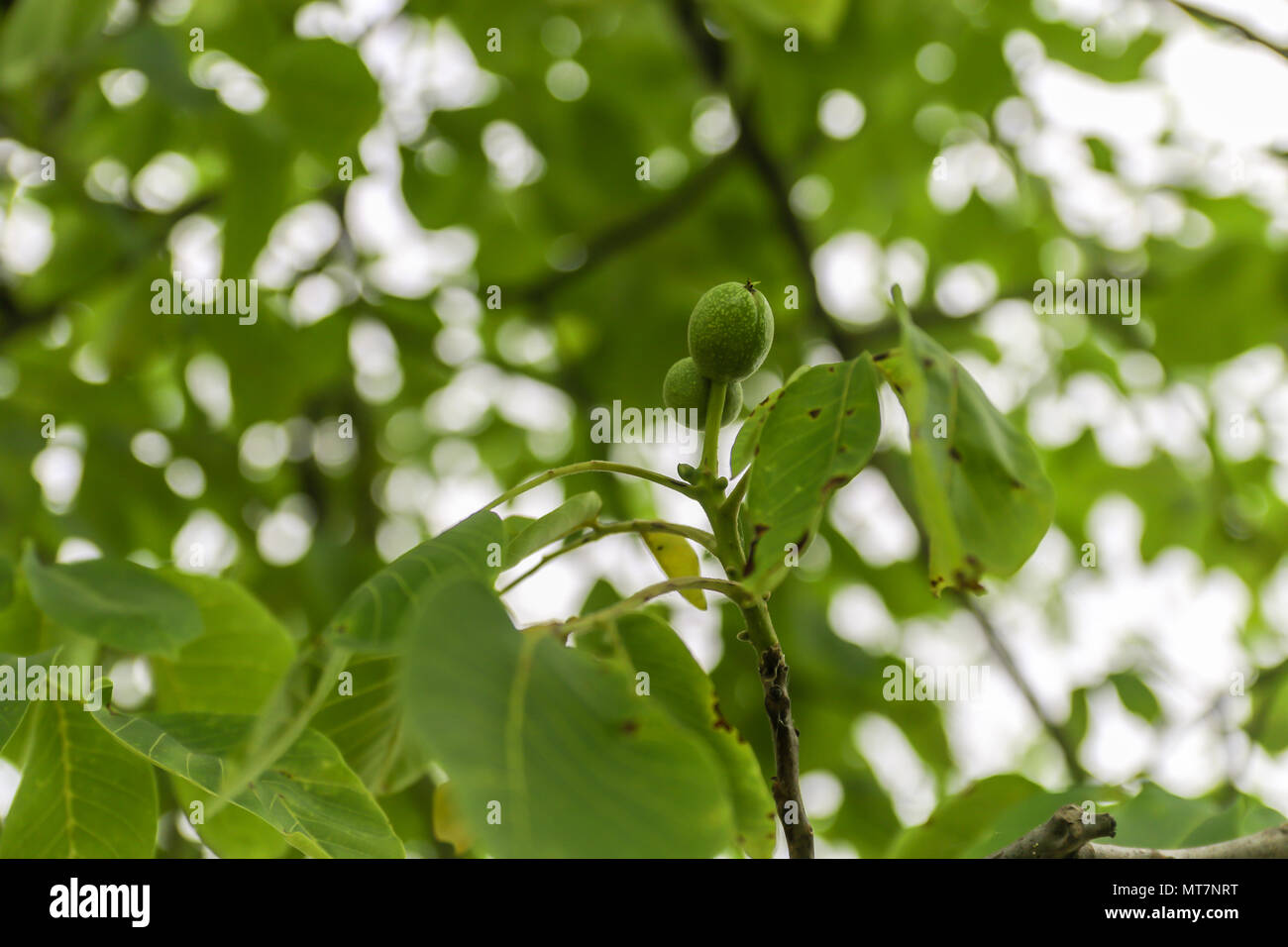Young fruit of the walnut with green shell on branch with green leaves. Stock Photo