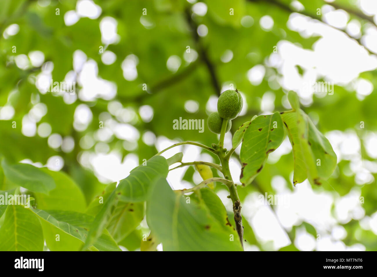 Young fruit of the walnut with green shell on branch with green leaves. Stock Photo