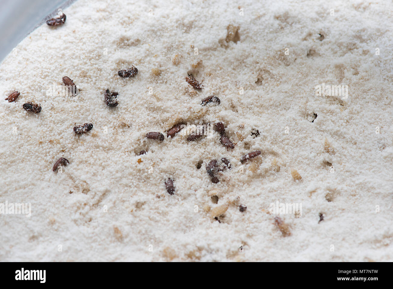 Flour weevils