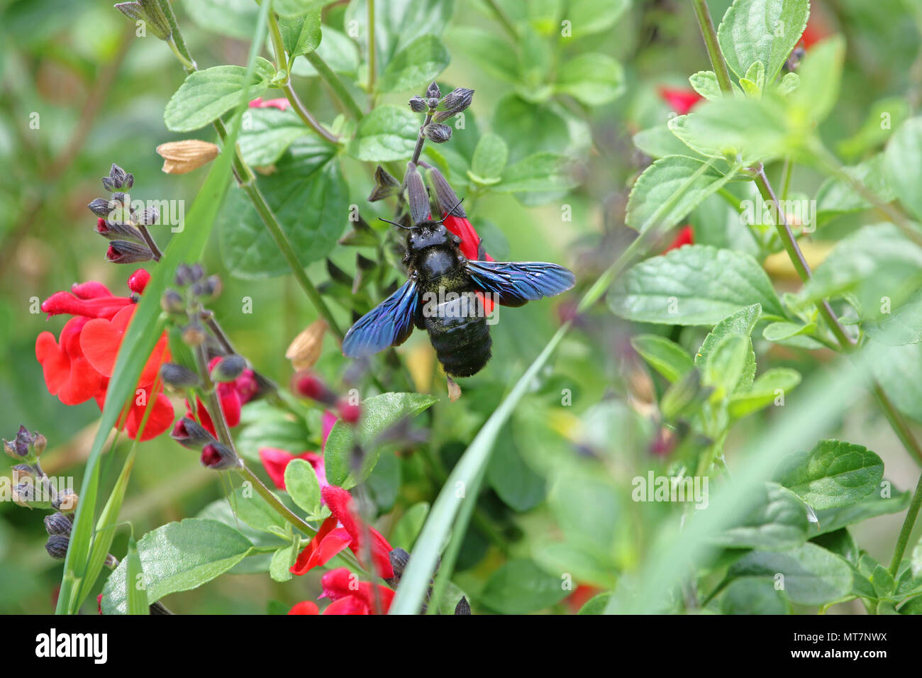 Carpenter bee Latin name xylocopa violacea feeding on scarlet flowering sage royal bumble or salvia x-jamensis close to blooming in Italy in spring Stock Photo