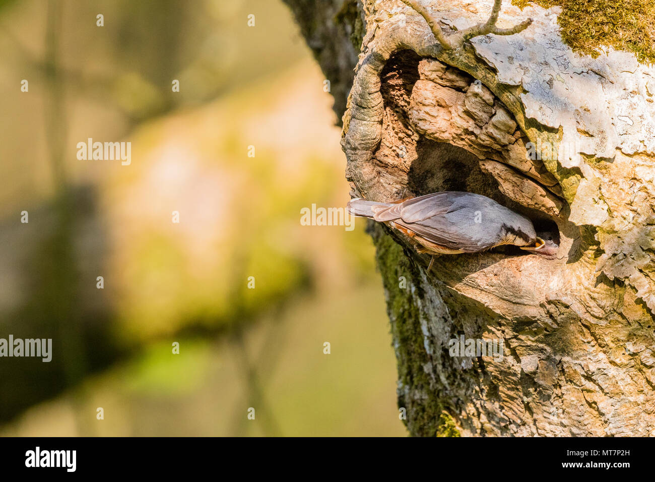 European nuthatch attending to its nest in an ash tree in mid Wales Stock Photo Alamy