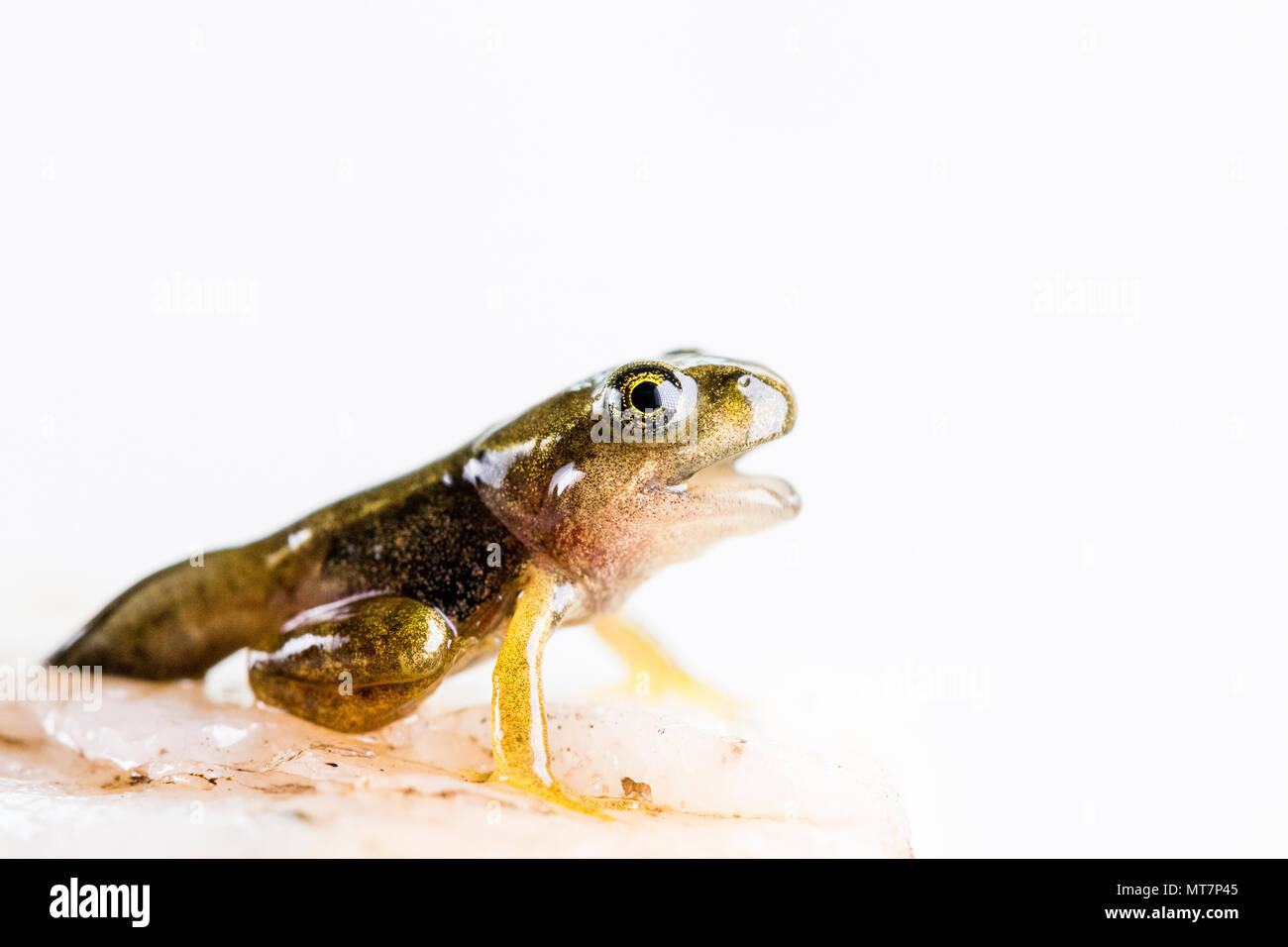 tadpole/froglet photographed in a controlled set up in mid Wales Stock ...