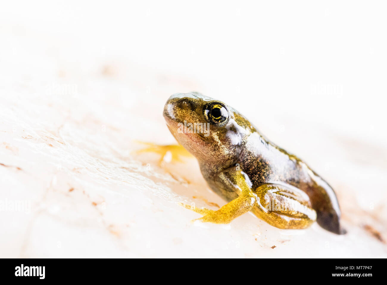 tadpole/froglet photographed in a controlled set up in mid Wales Stock ...