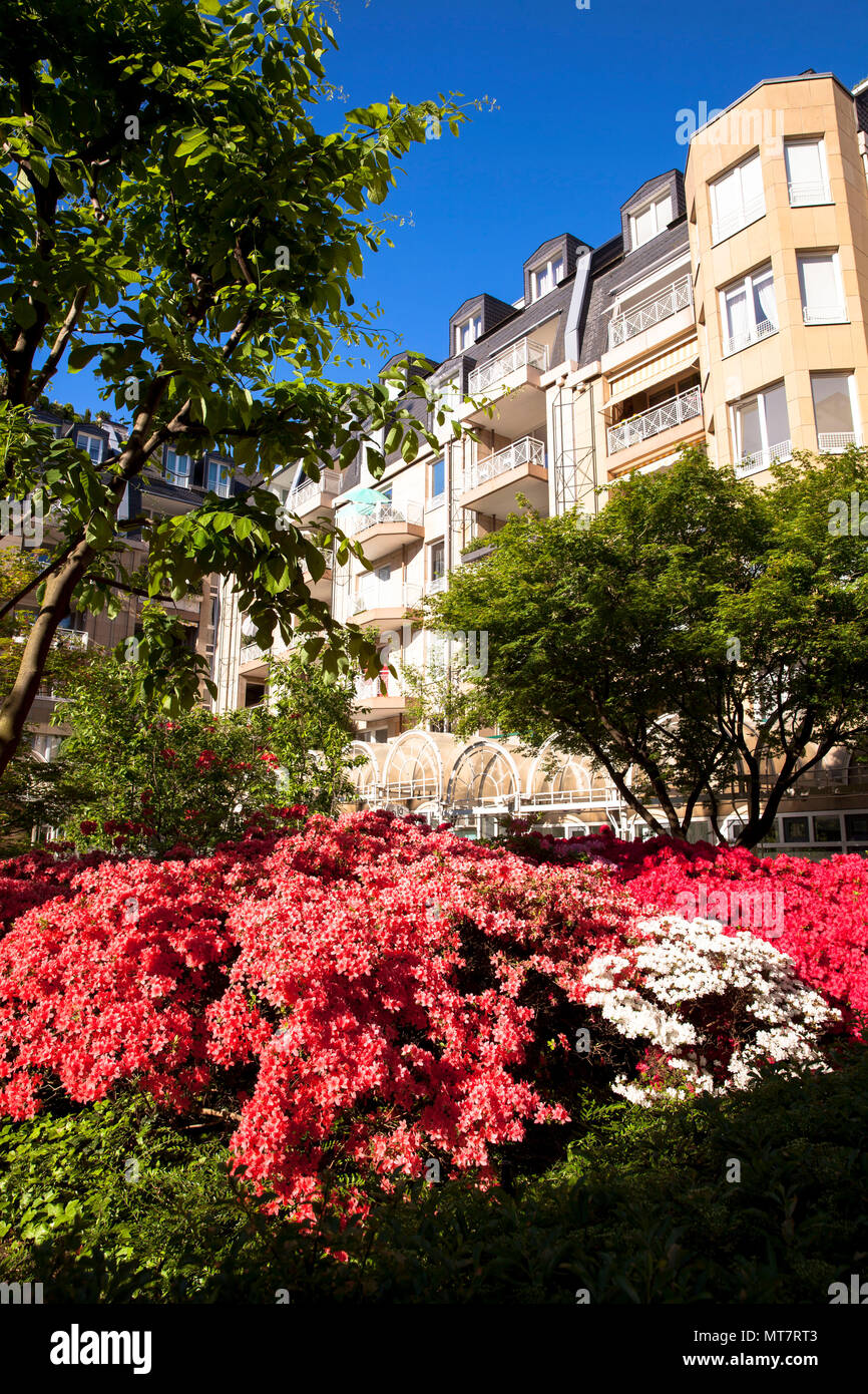 Germany,  Cologne, patio of the Farina House in the old part of the town, rhododendron in bloom.  Europa, Deutschland, Nordrhein-Westfalen, Koeln, Inn Stock Photo