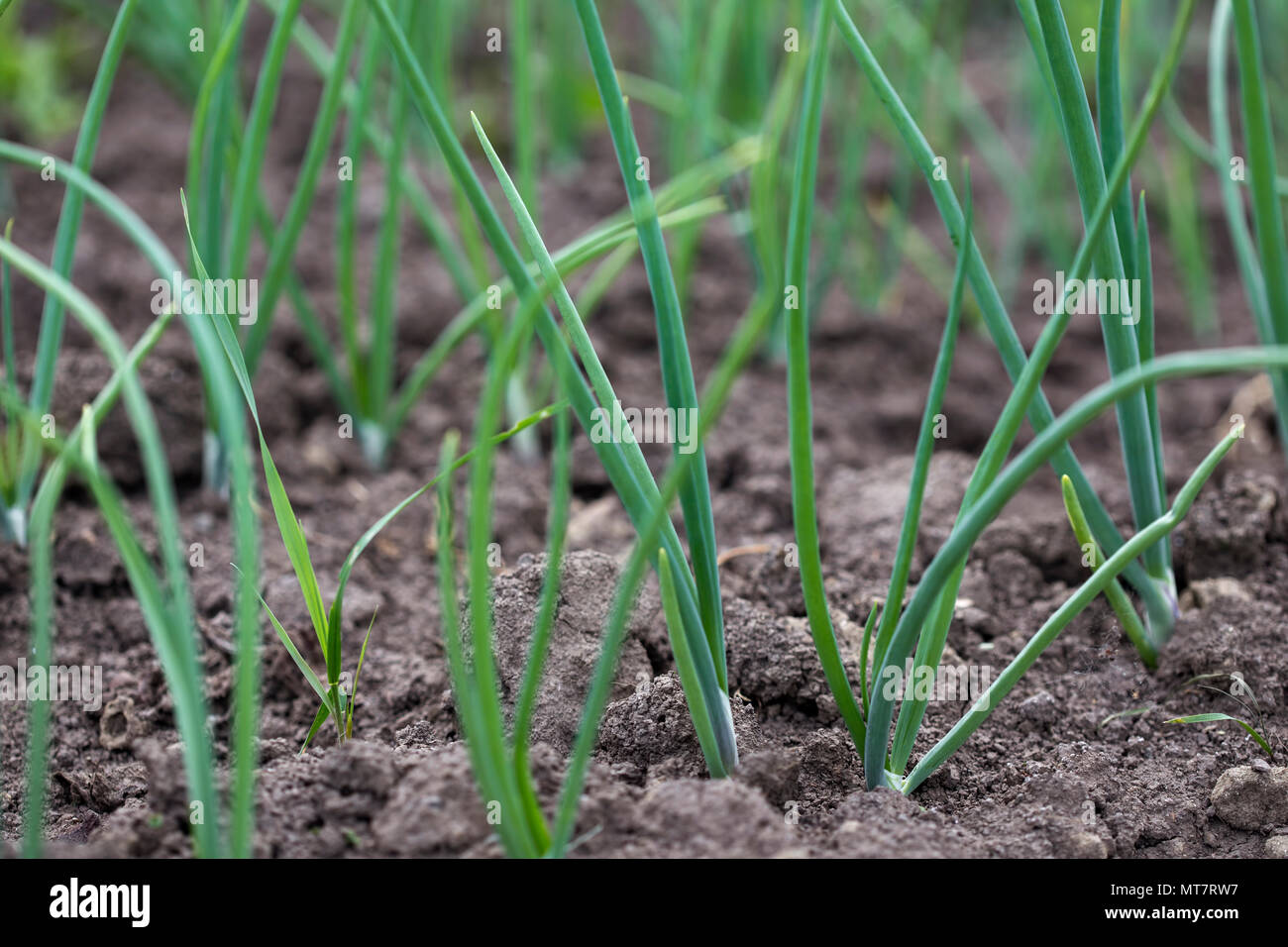 Onion plantation hi-res stock photography and images - Alamy