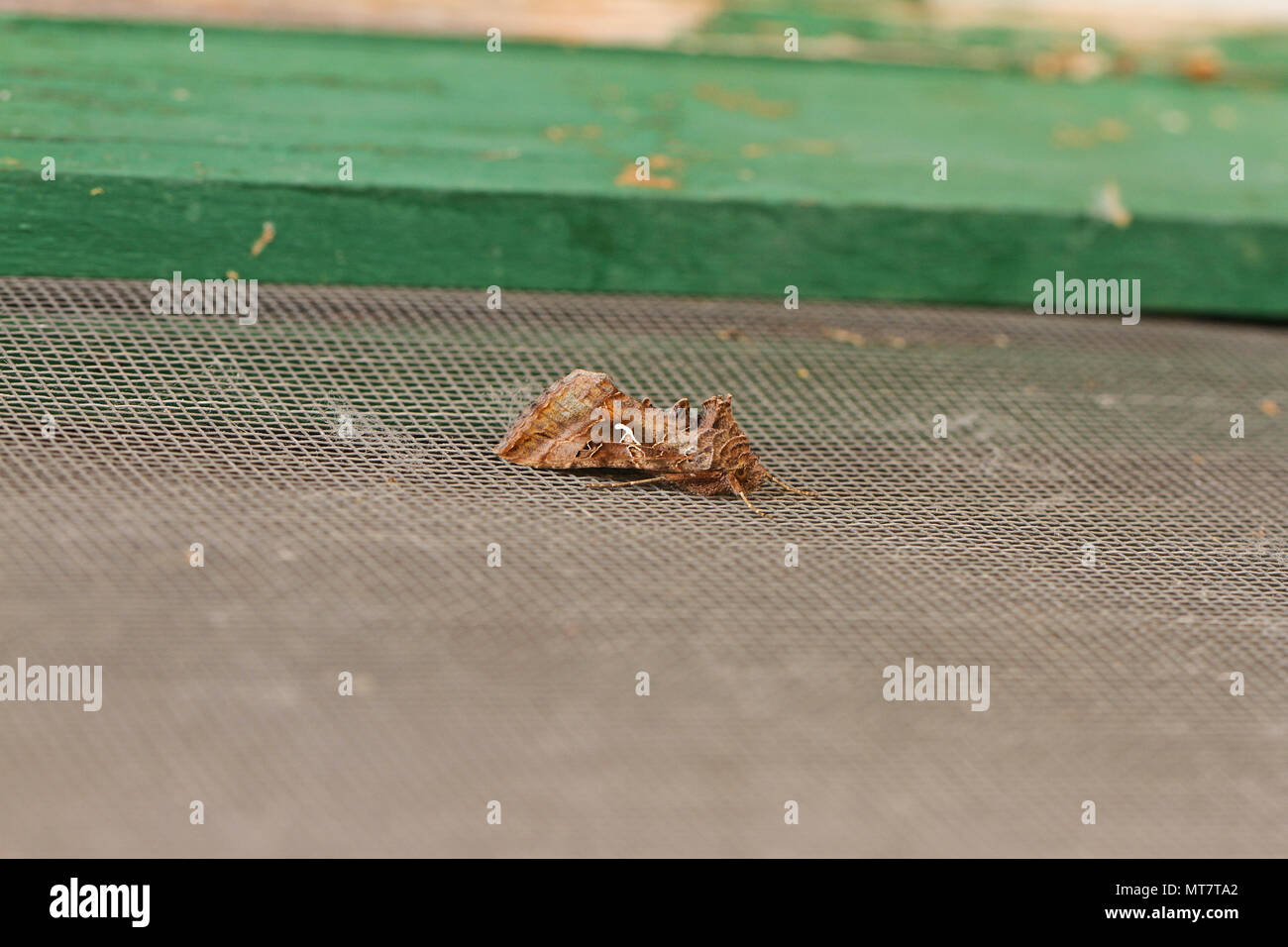 Silver y moth or scarce silver y moth a noctuid moth at rest in Italy Latin autographa gamma or syngrapha interrogationis showing the unbroken y mark Stock Photo