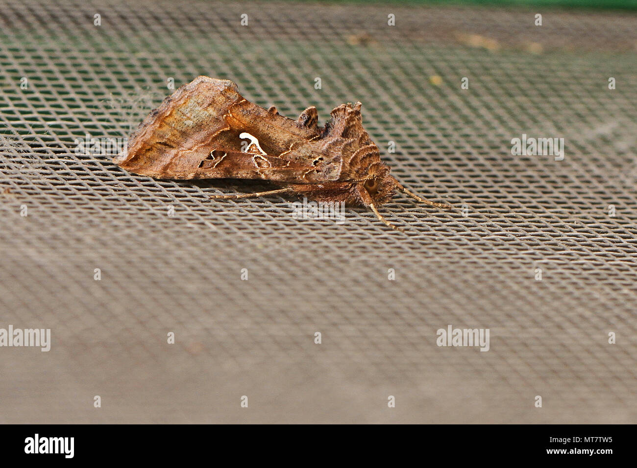 Silver y moth or scarce silver y moth a noctuid moth at rest in Italy Latin autographa gamma or syngrapha interrogationis showing the unbroken y mark Stock Photo