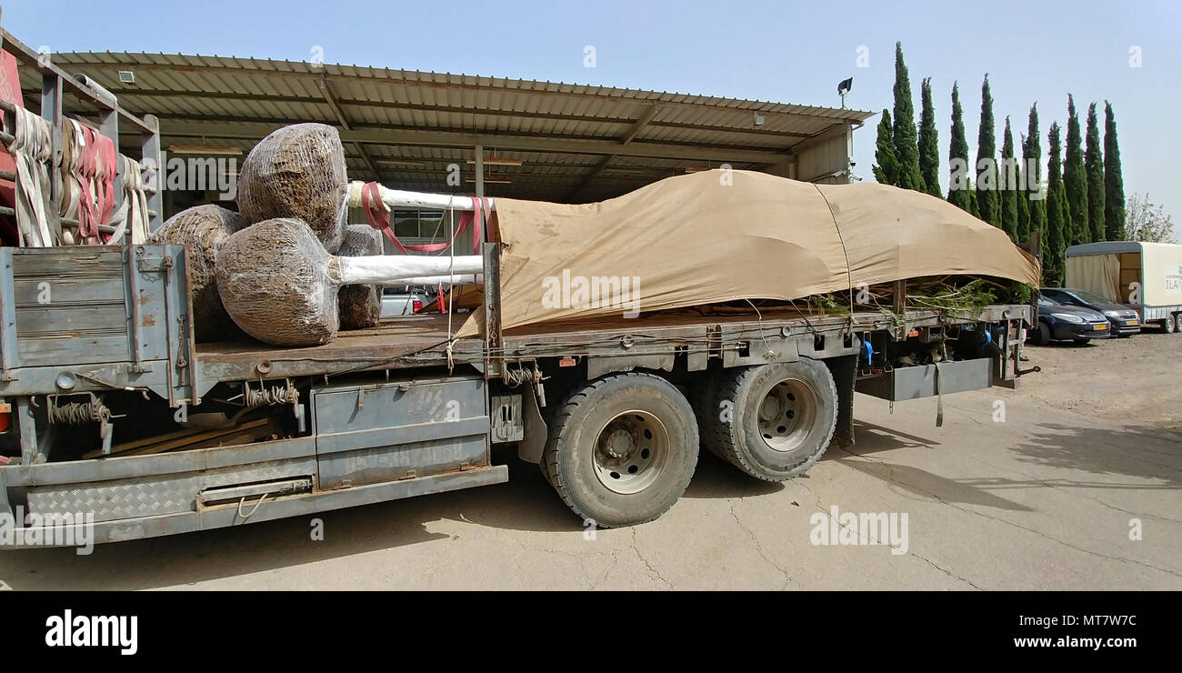 Mature trees loaded on a truck for transport and transplant Stock Photo ...