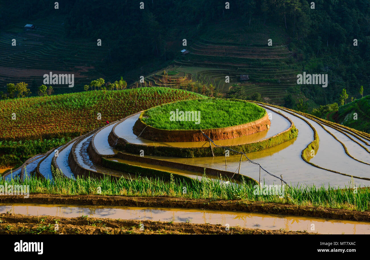 Terraced rice field at moonsoon season in Sapa, Vietnam. Sa Pa is ...