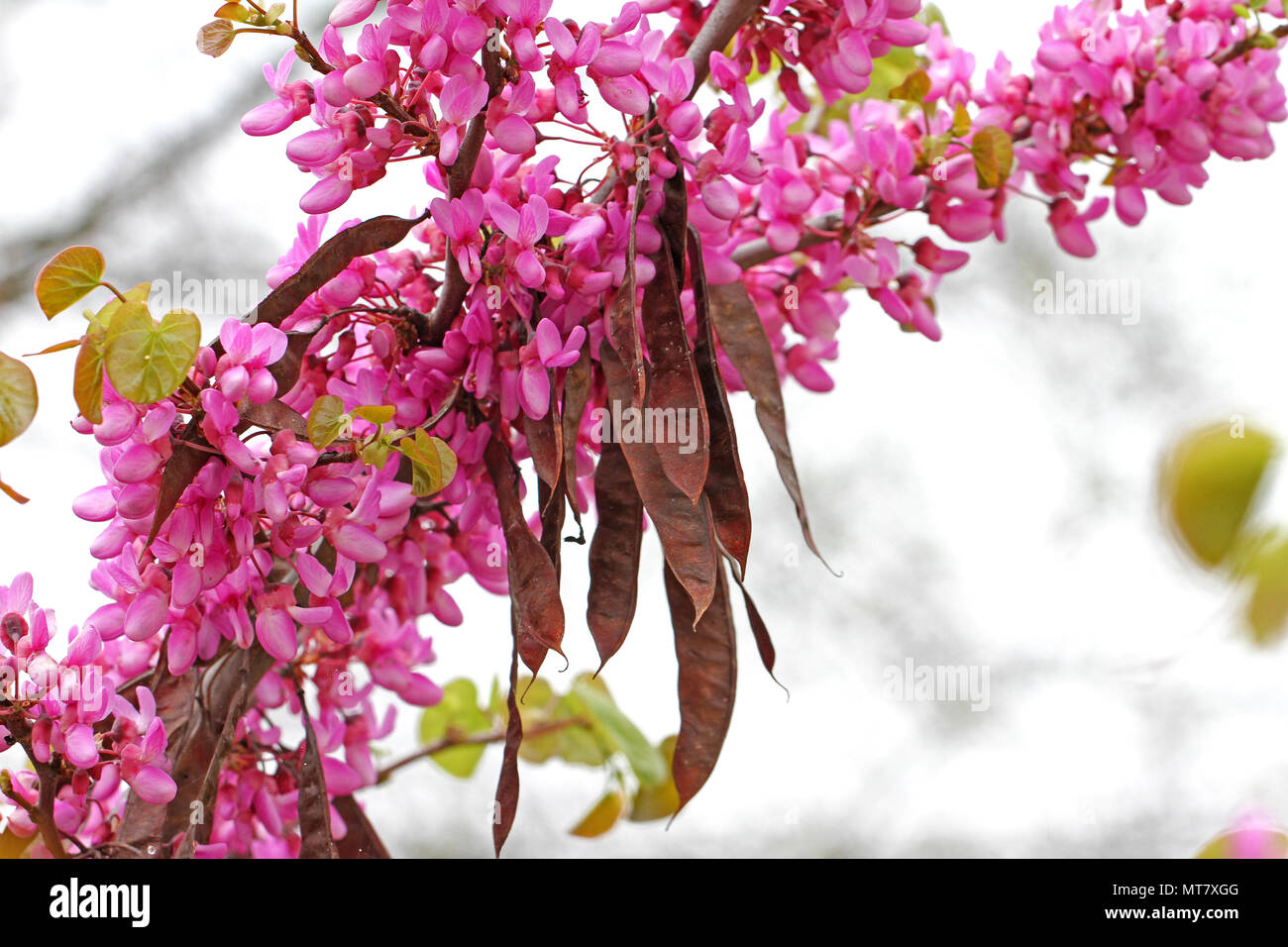 Judas tree Latin name circis siliquastrum with purple or shocking pink flowers showing seed pods from previous year pea family leguminosae in Italy Stock Photo