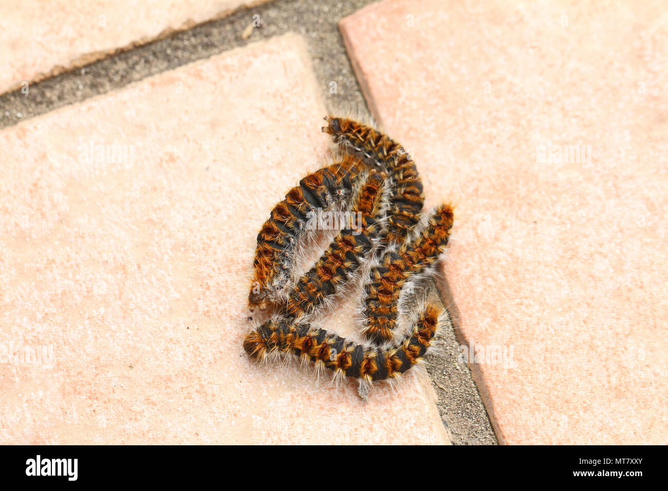 pine processionary caterpillars Latin thaumetopoea pityocampa wriggling