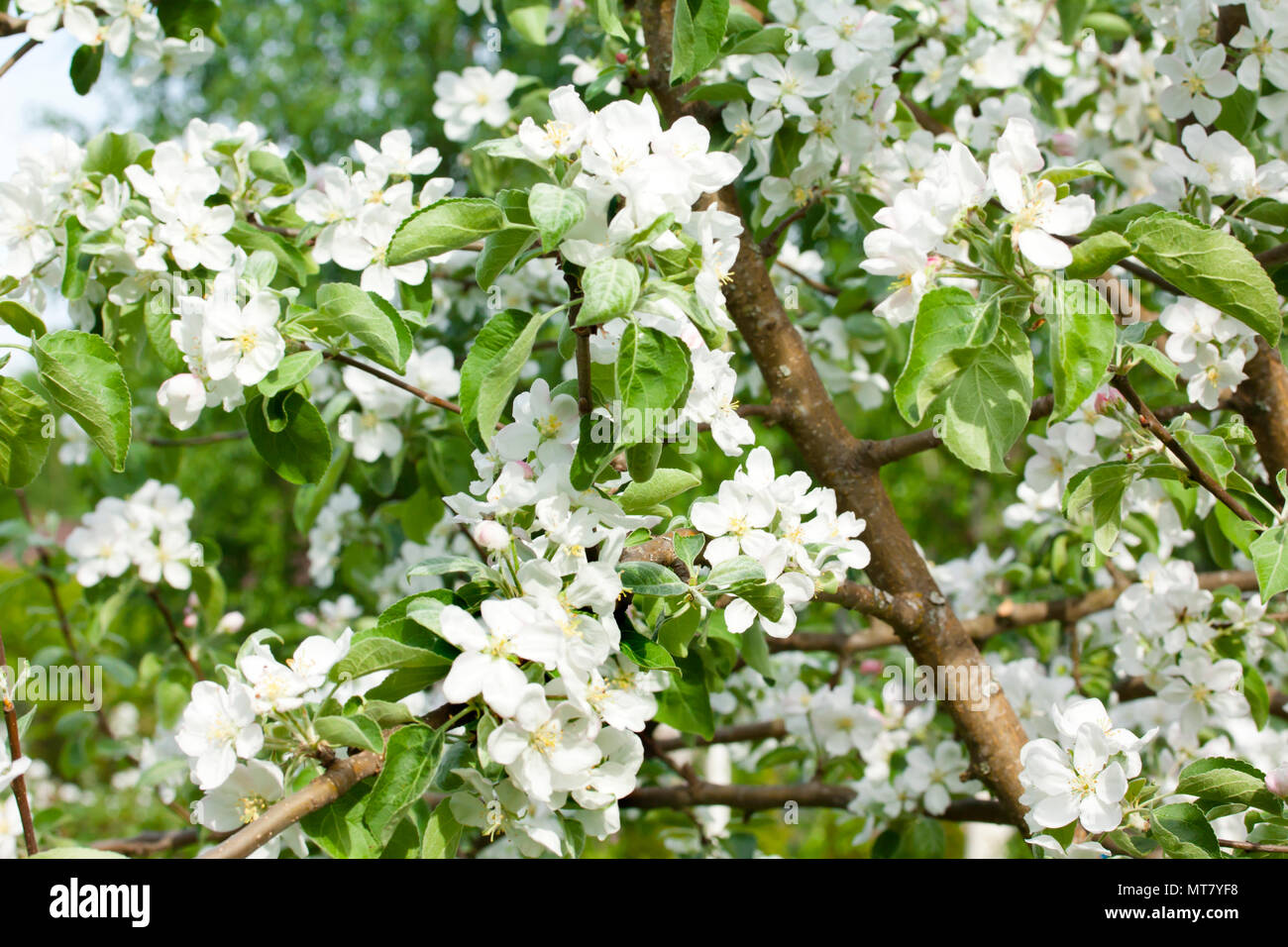 Beautiful apple tree white blossom in nature Stock Photo Alamy