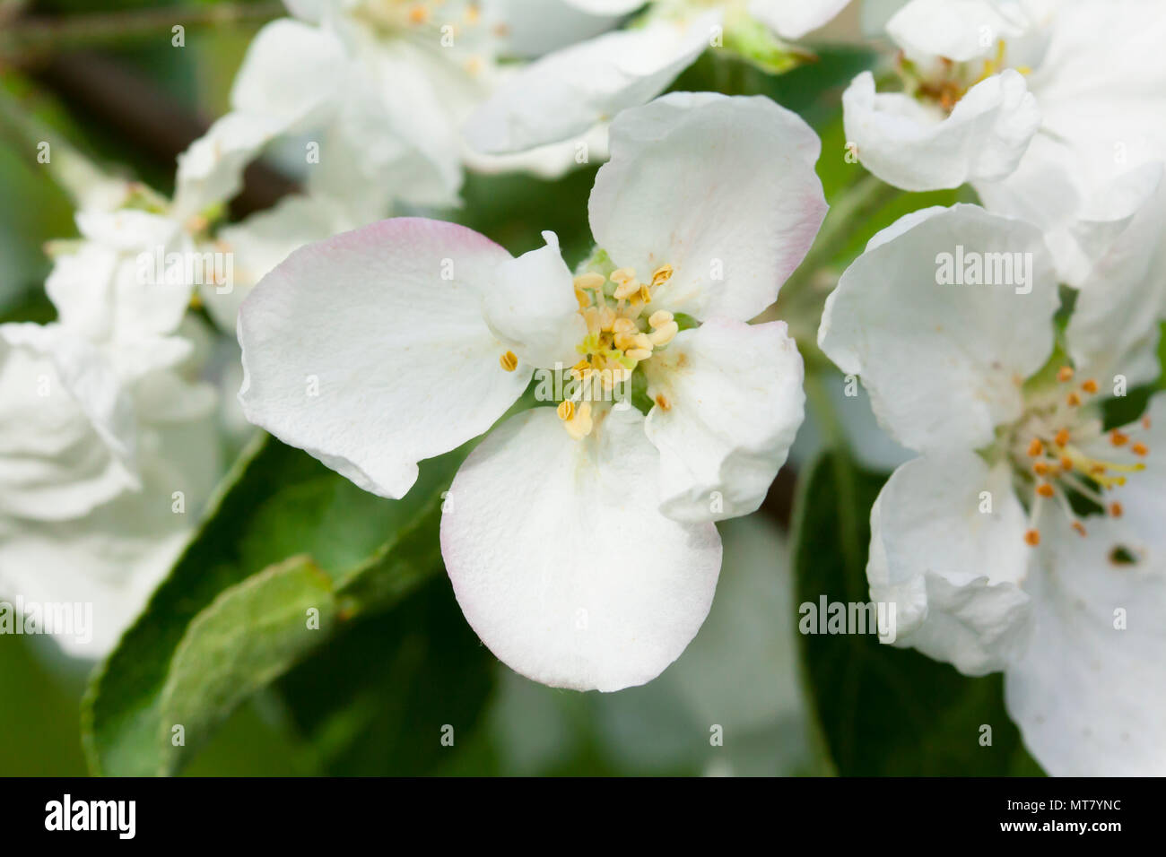 Beautiful apple tree white blossom in nature Stock Photo Alamy