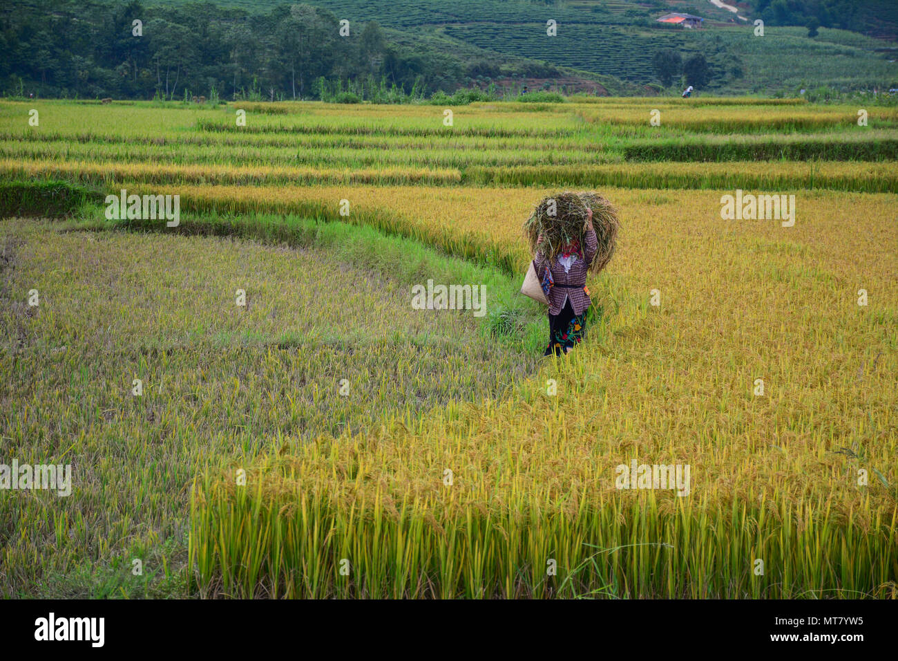 Hmong people havesting rice on the field at summer in Northern Vietnam. Stock Photo