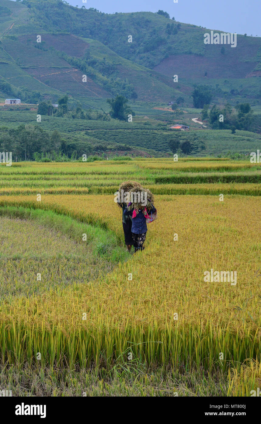 Hmong people havesting rice on the field at summer in Northern Vietnam. Stock Photo