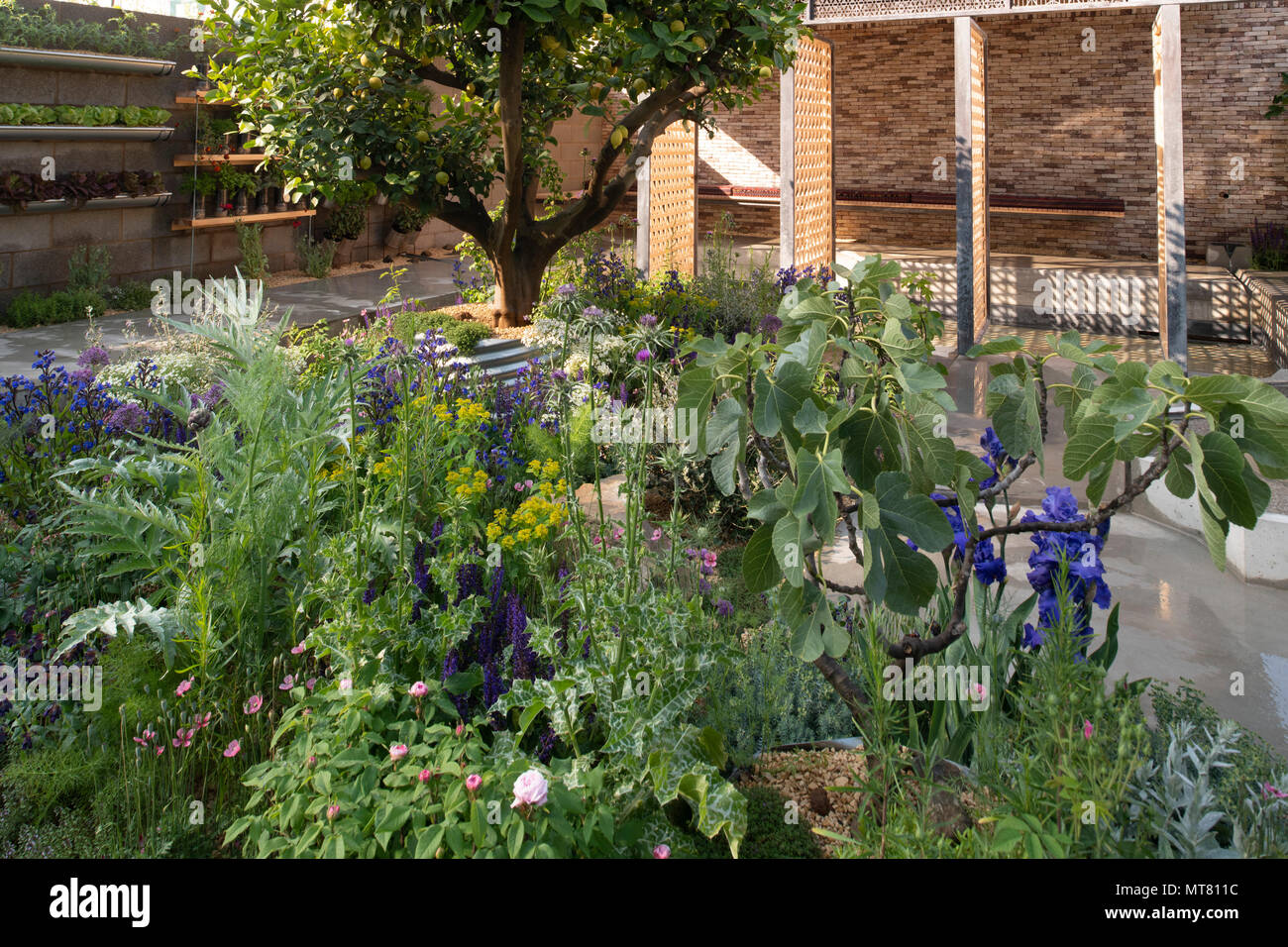 Ficus carica (fig ree) and Citrus limon ‘Meyer’ (lemon tree) next to a pavilion in the pavilion, terrace, Lemon Tree Trust Garden designed by Tom Mass Stock Photo