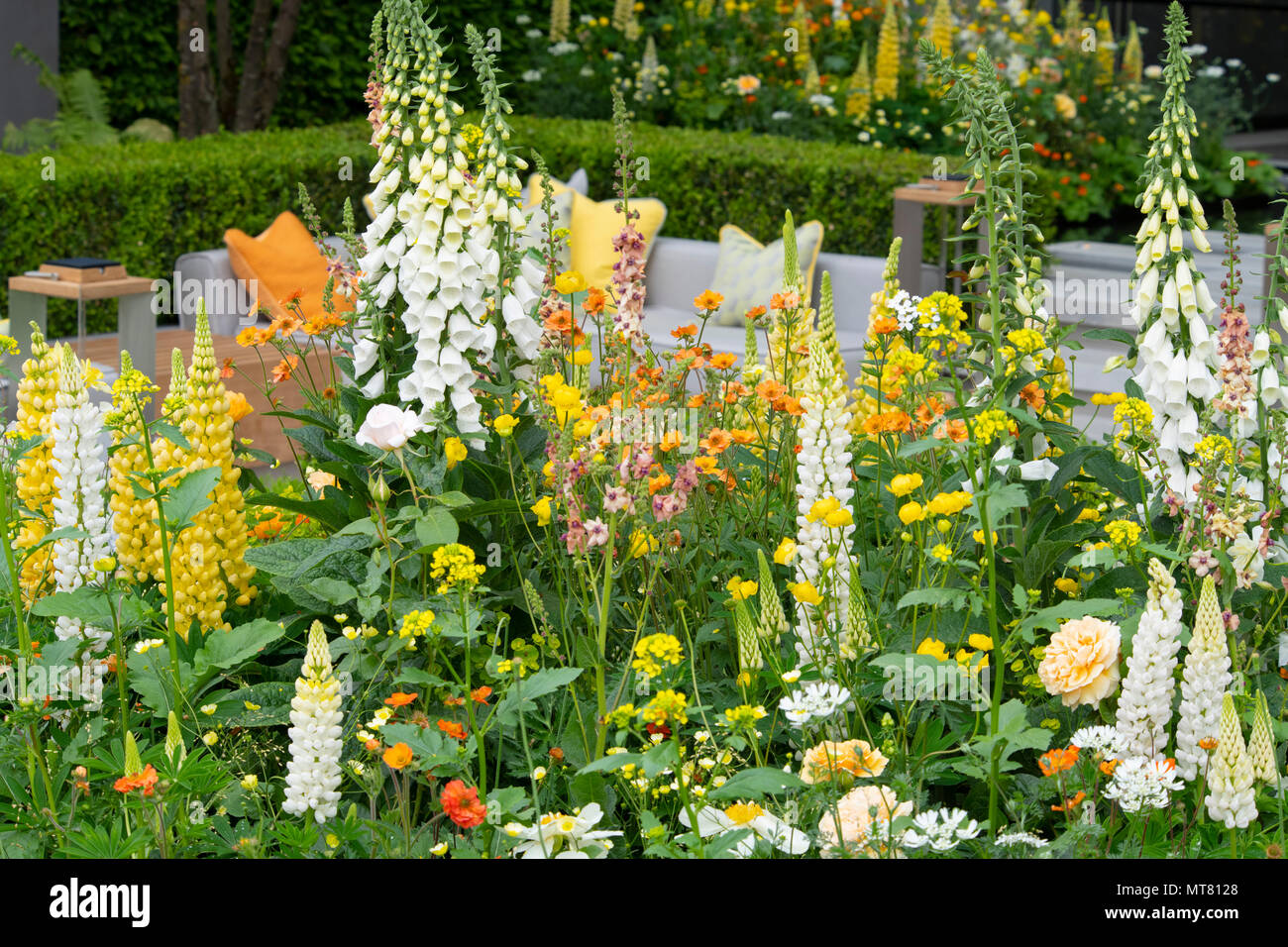 Digitalis purpurea ‘Alba’, Lupinus ‘Gallery White’ and Lupinus ‘Desert Sun’in beds around a sunken seating area in the LG Eco-City Garden designed by  Stock Photo