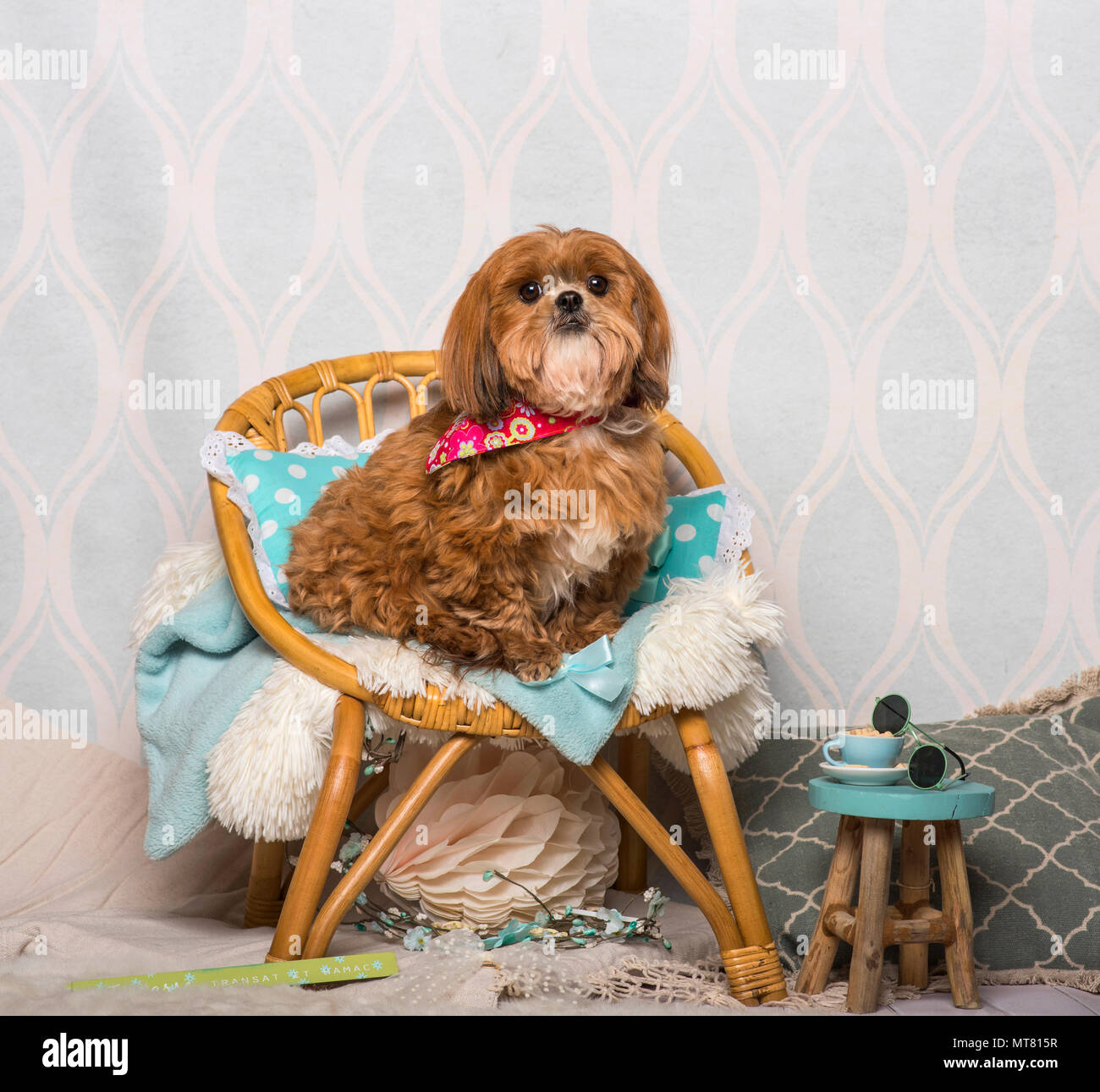 Shih Tzu dog in floral collar sitting in domestic room, portrait Stock Photo