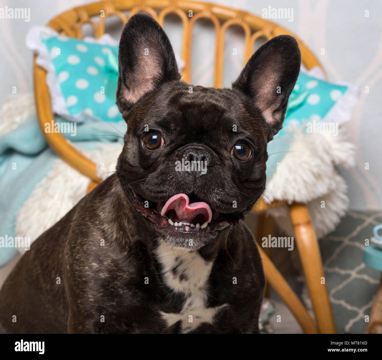 French bulldog sitting in domestic room, portrait Stock Photo