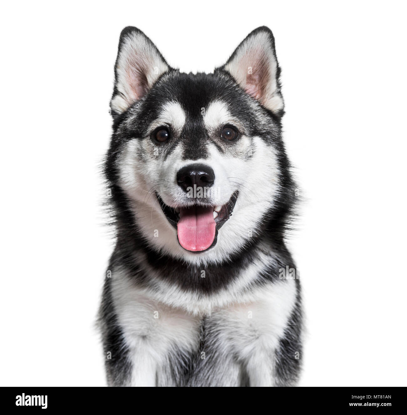 Pomsky dog panting against white background Stock Photo