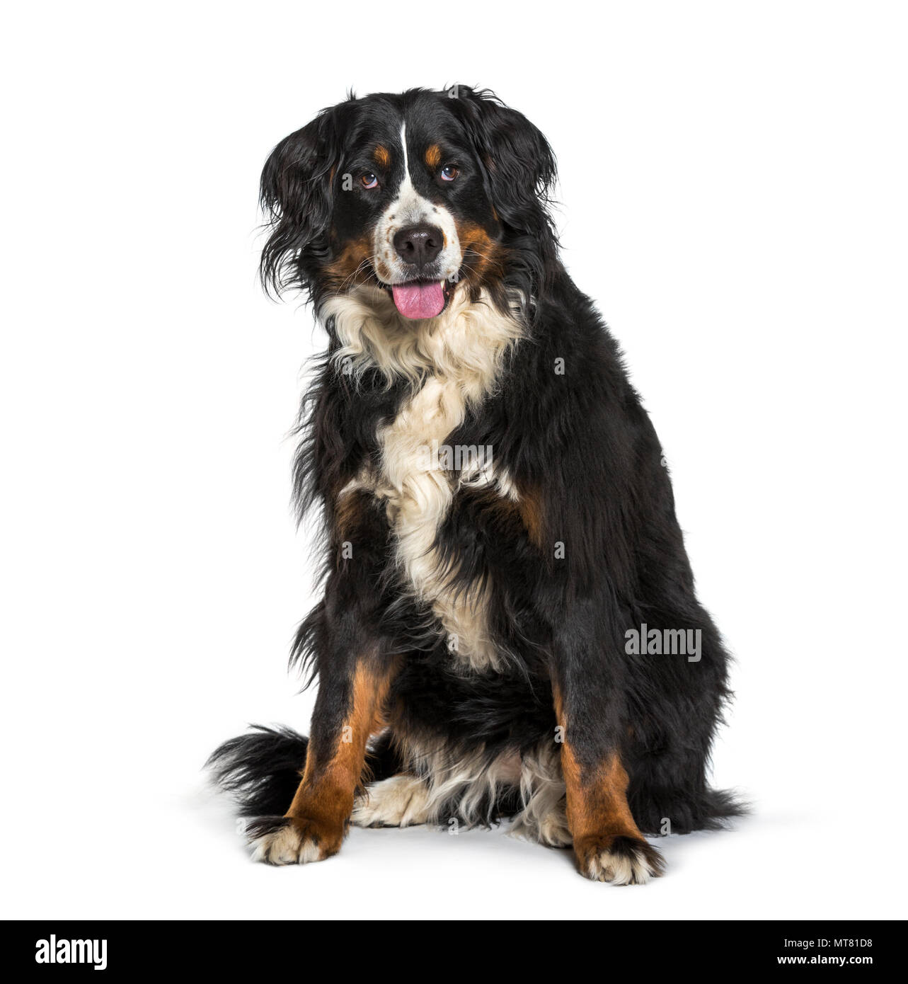 Bernese mountain dog sitting against white background Stock Photo - Alamy