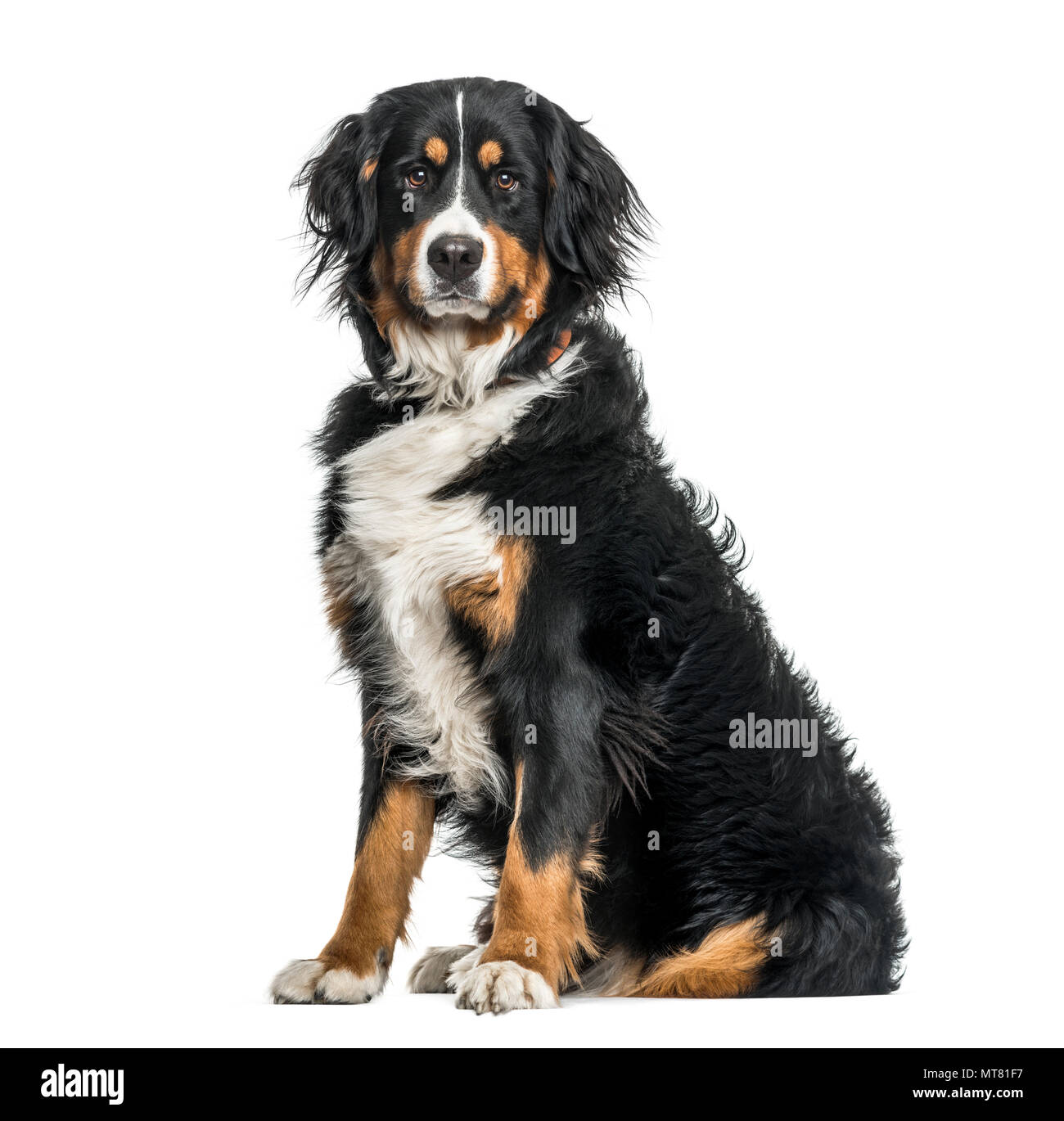 Bernese mountain dog in portrait against white background Stock Photo ...