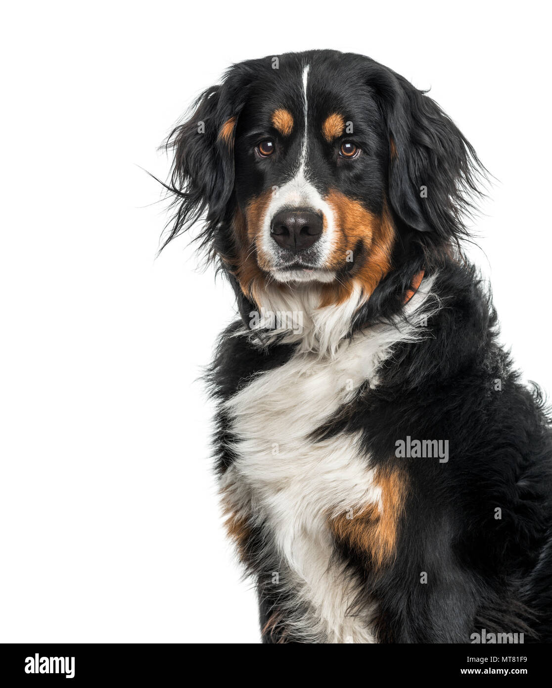 Bernese mountain dog against white background Stock Photo - Alamy