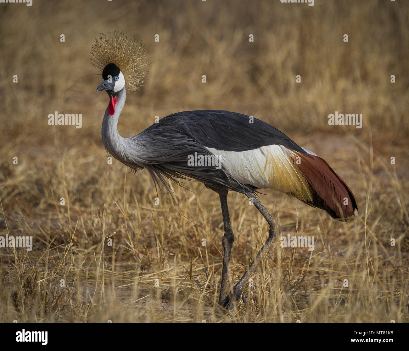 Grey Crowned Crane Stock Photo