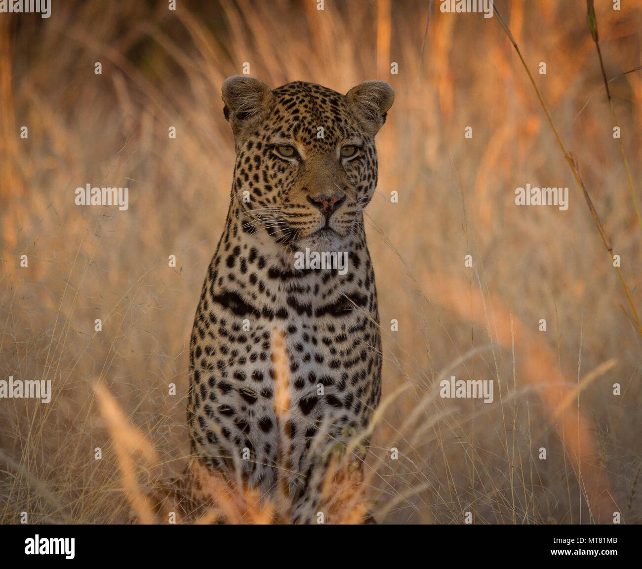Sunrise leopard portrait Stock Photo