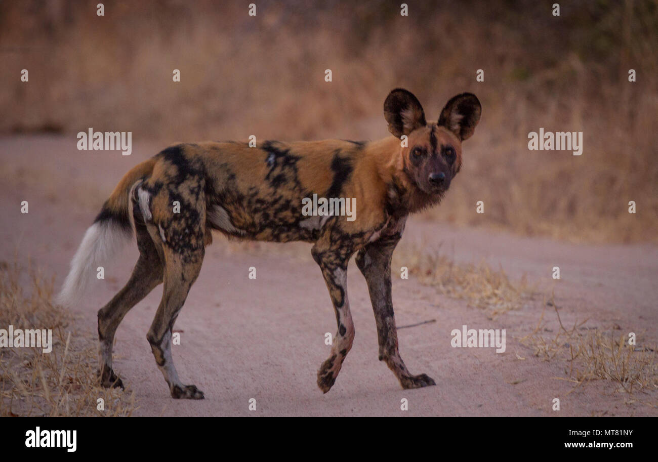 Wild dog pauses in the road Stock Photo