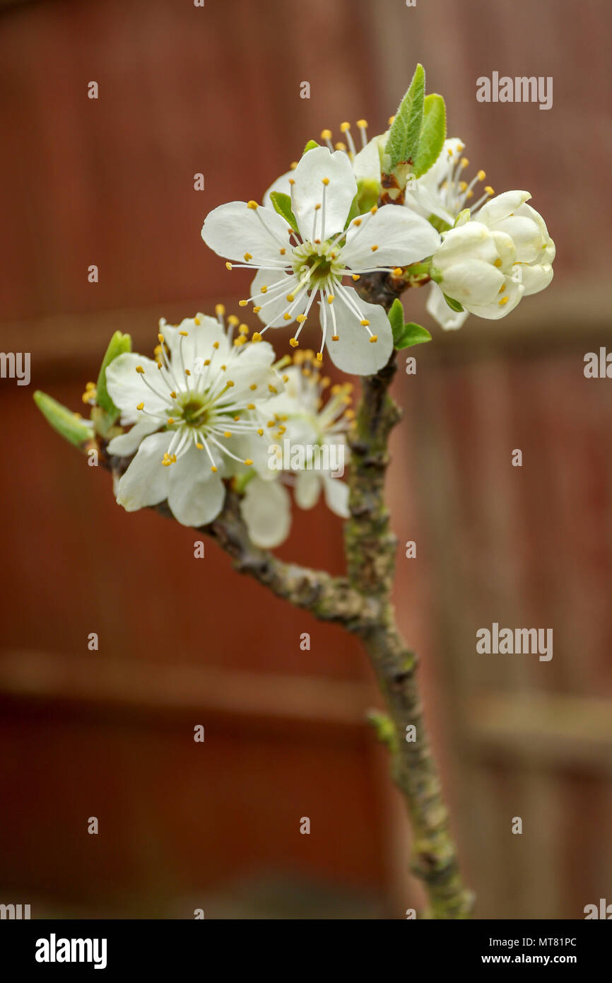 Greengage spring blossom in an urban English garden, London, England, Europe Stock Photo