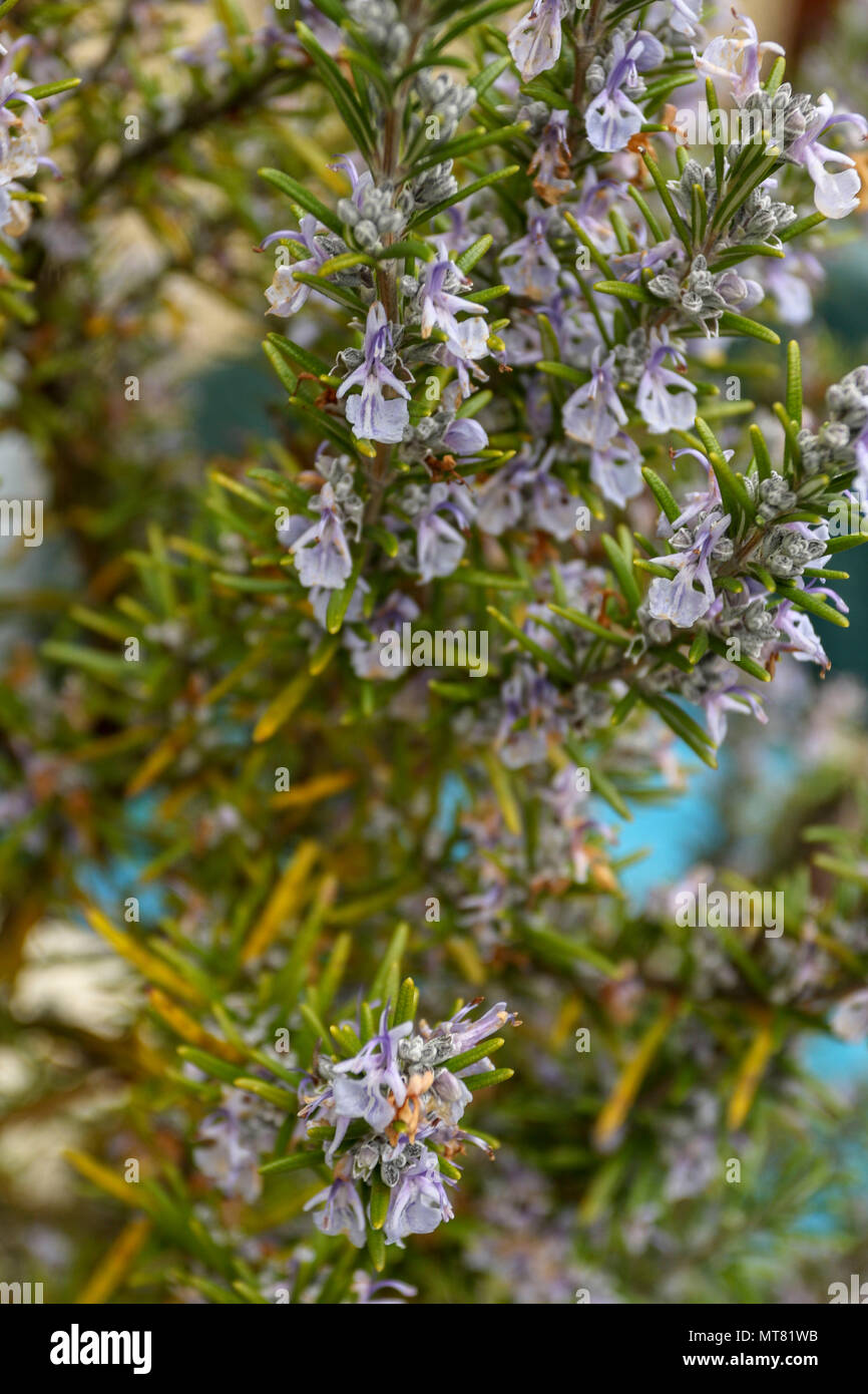 Rosemary herb in flower in an urban garden, spring, London, england