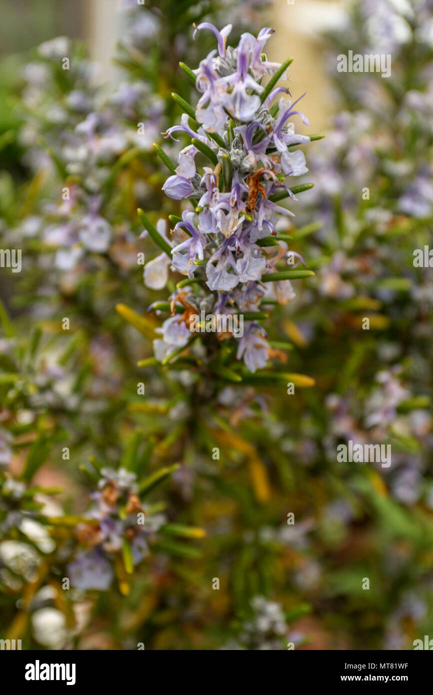 Rosemary herb in flower in an urban garden, spring, London, england
