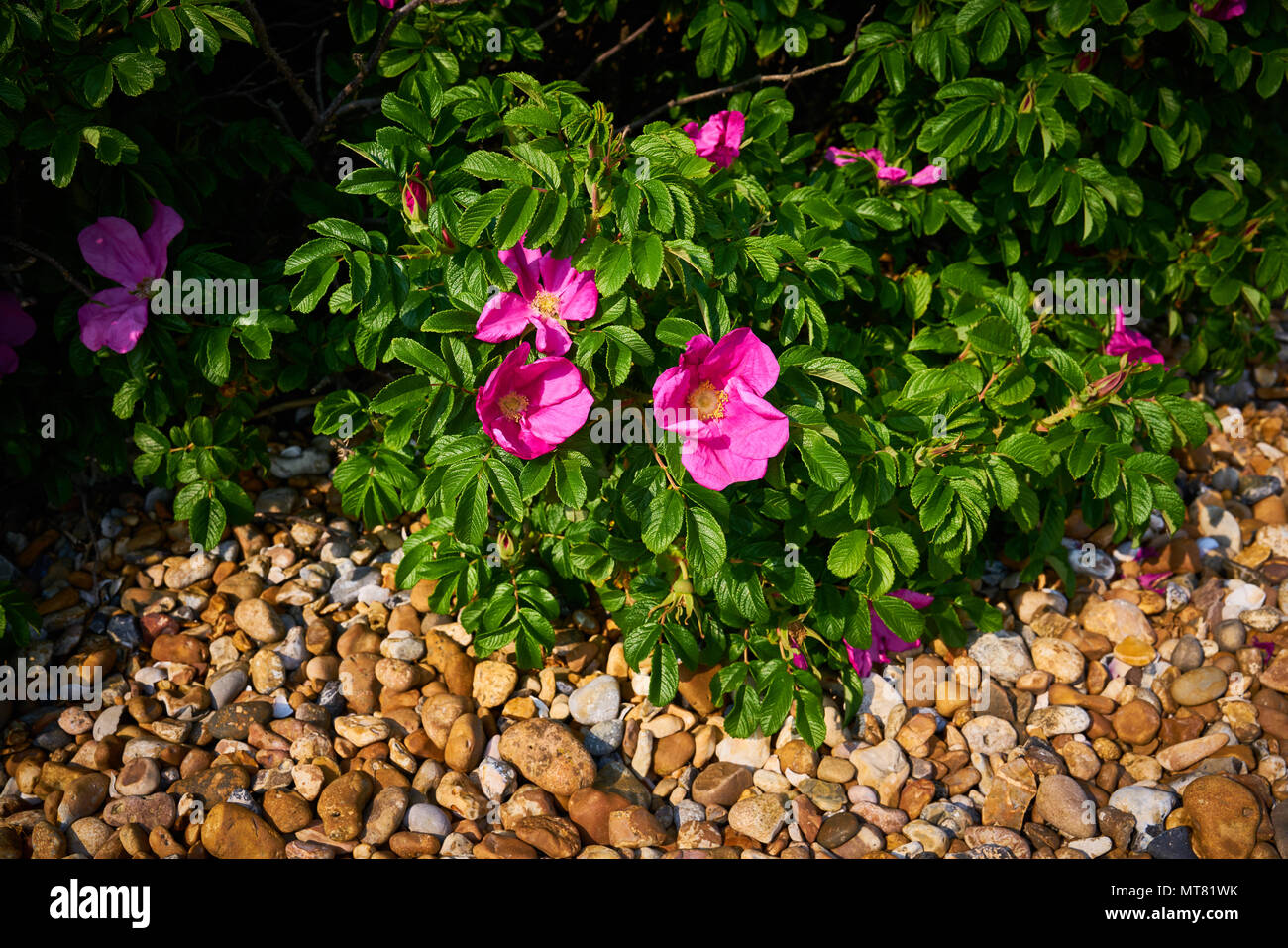 east preston beach Stock Photo