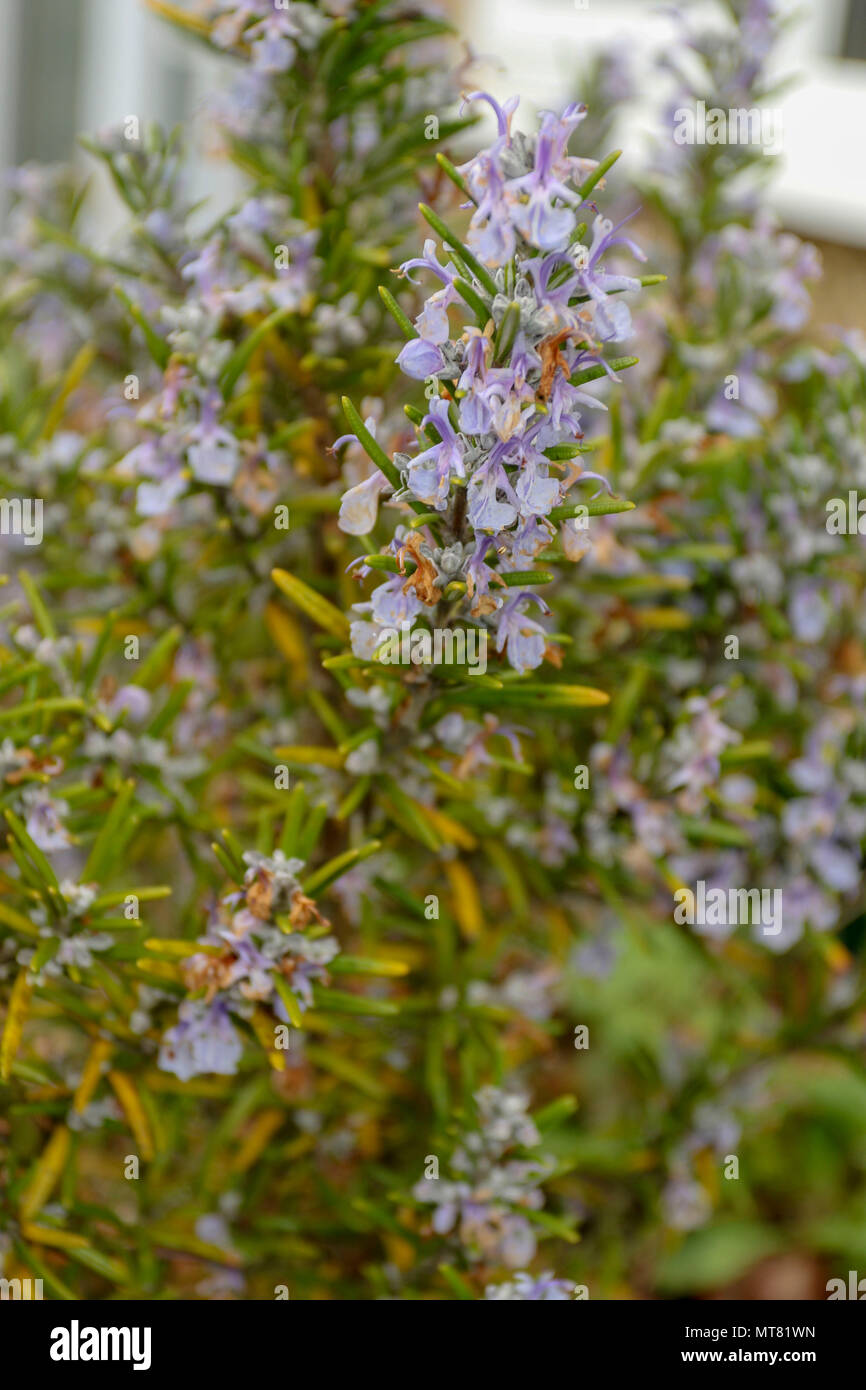 Lovely Rosemary Hi res Stock Photography And Images Alamy