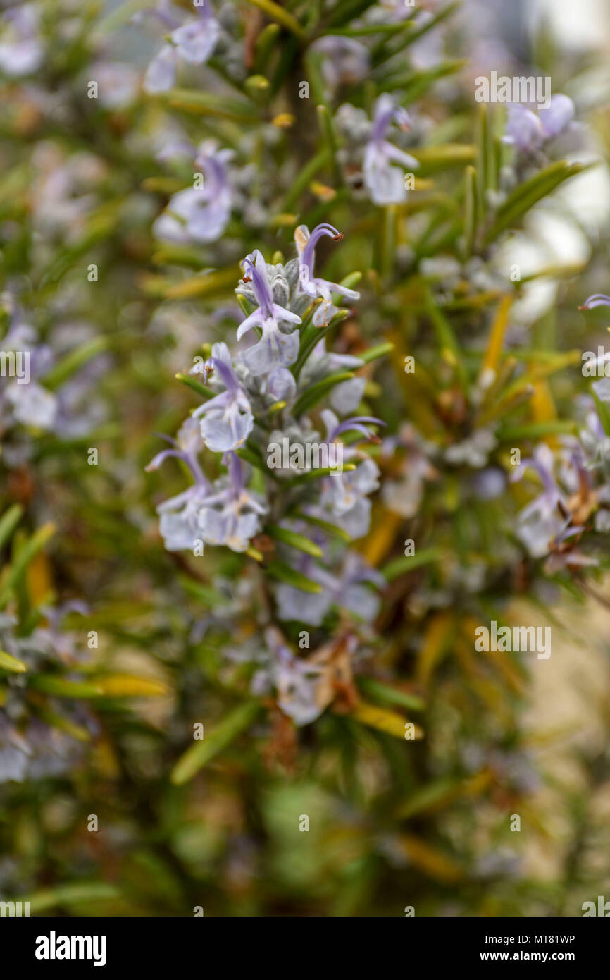 Rosemary herb in flower in an urban garden, spring, London, england