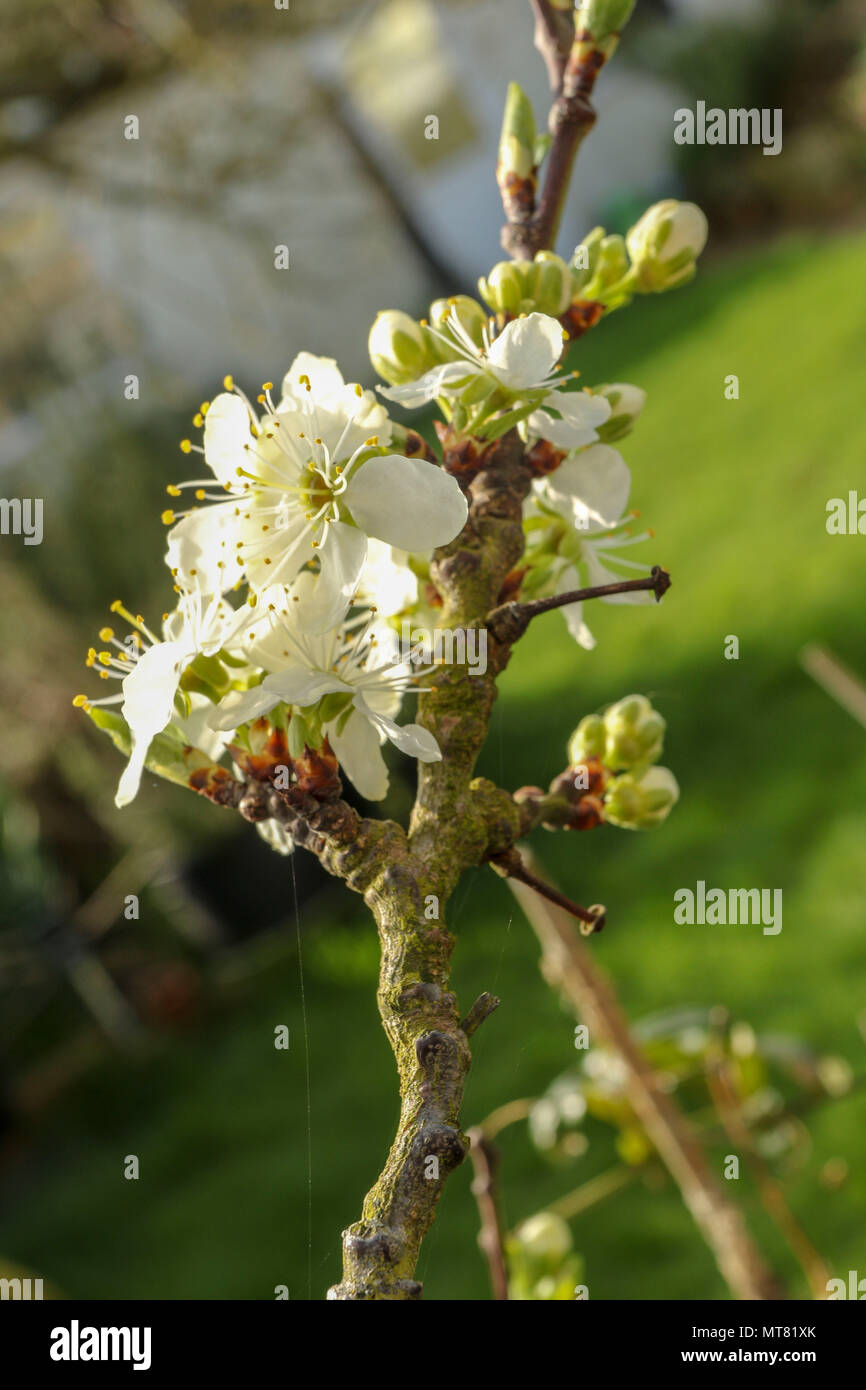 Greengage Spring Blossom In An Urban English Garden London England 