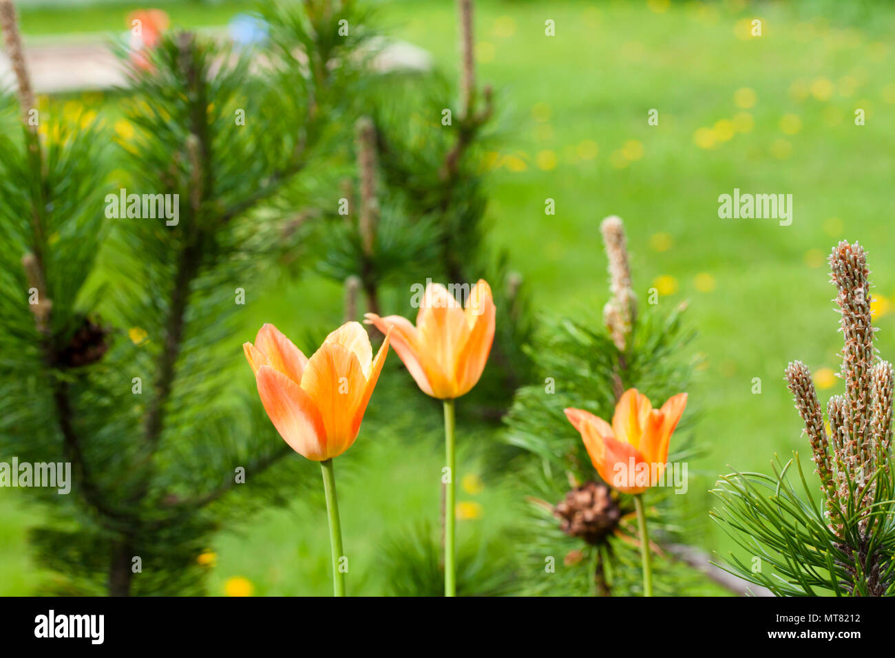 Orange tulip growing in the garden on green background Stock Photo - Alamy