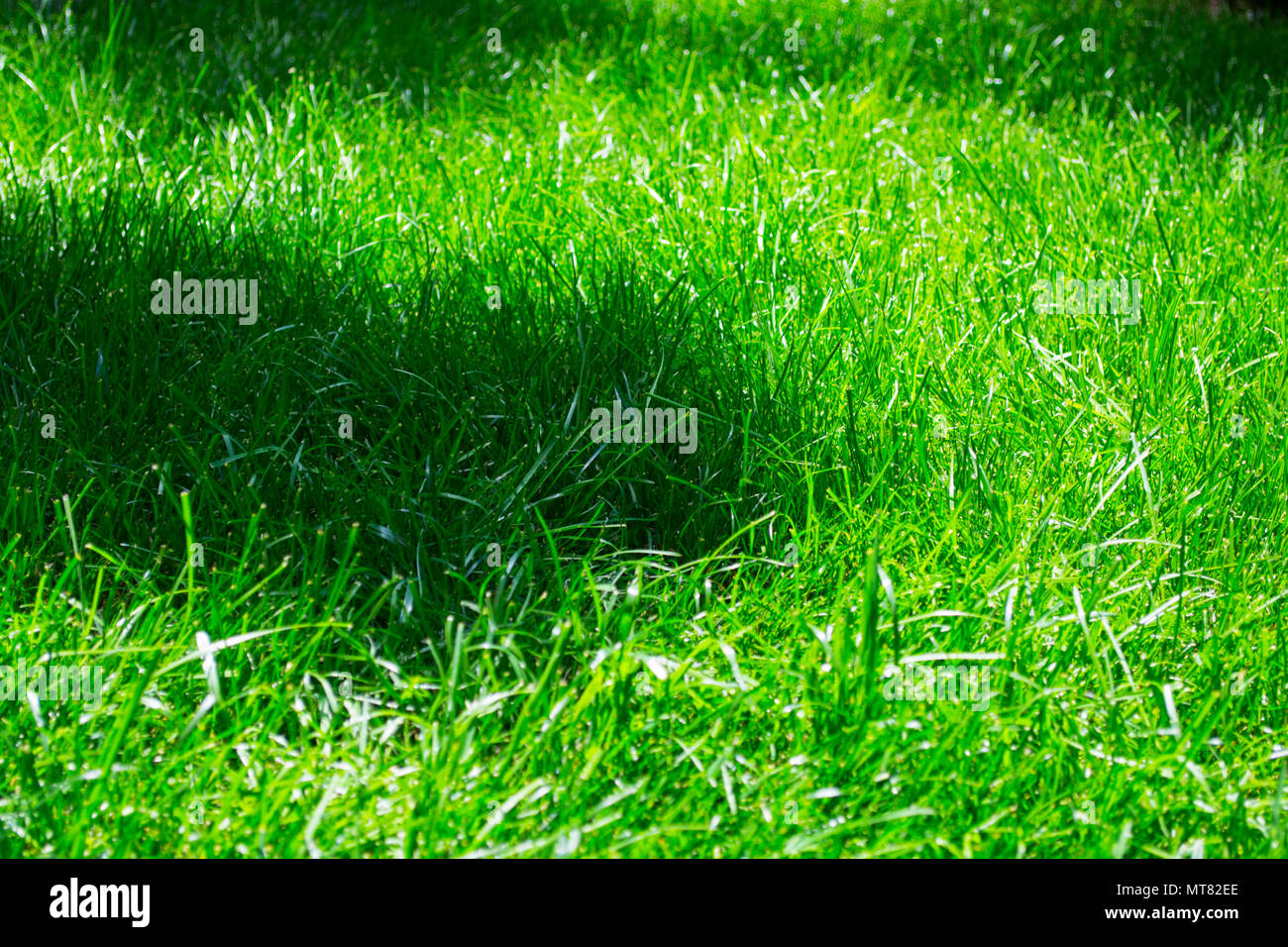 Green grass texture from a field Stock Photo