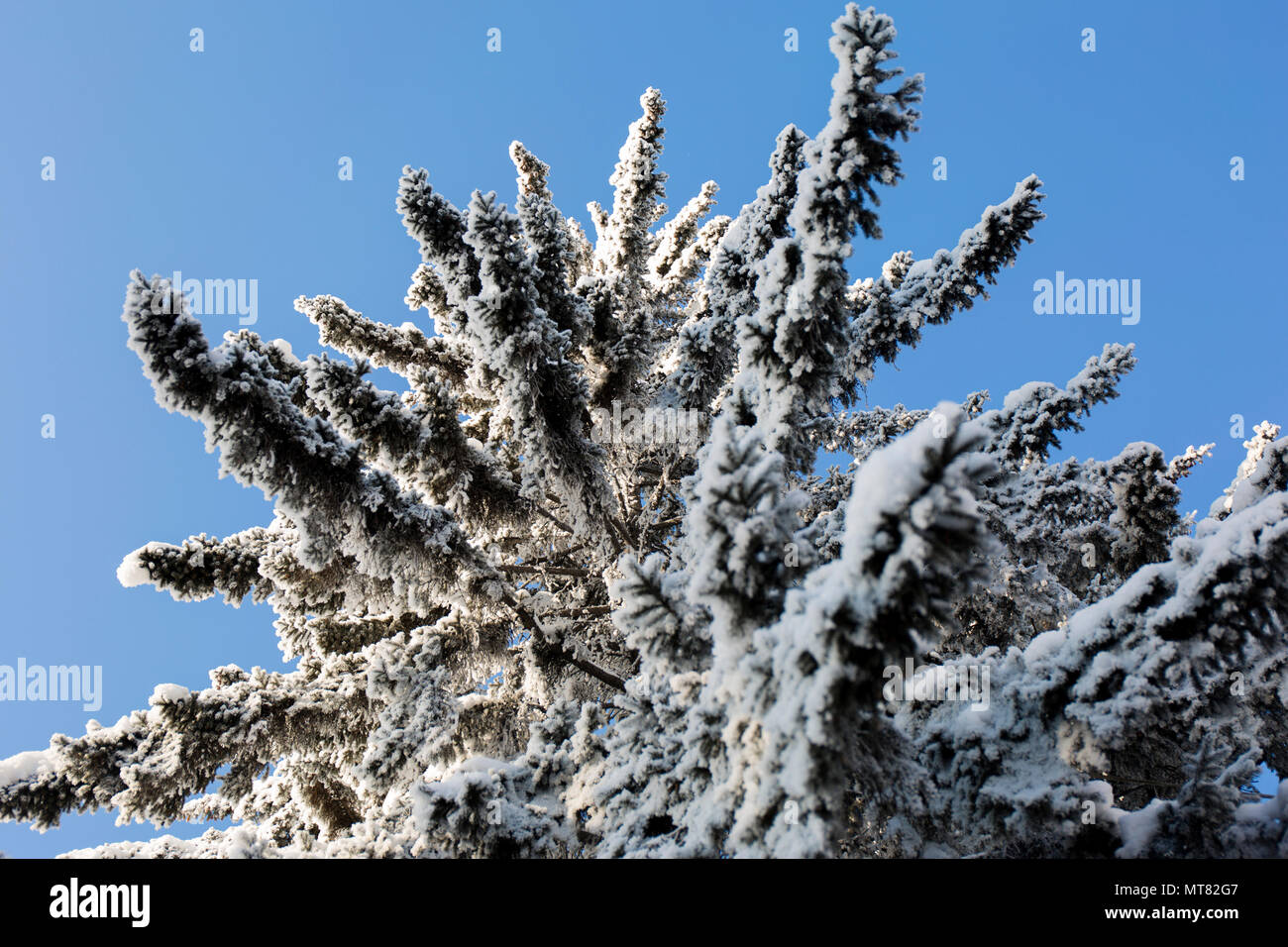 Snow on a trees. Frost branches on blue sky background. Stock Photo