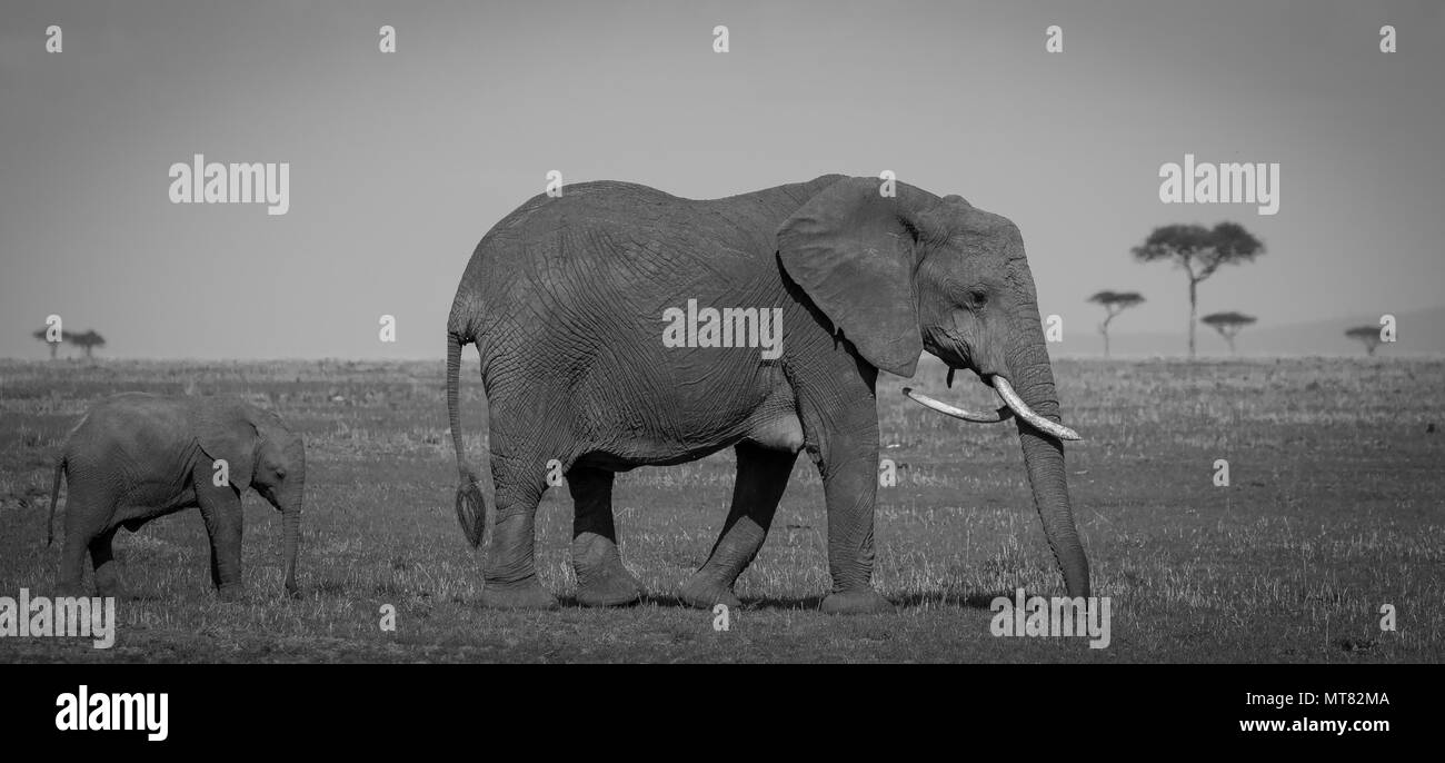 Mother and calf stroll across the savannah Stock Photo