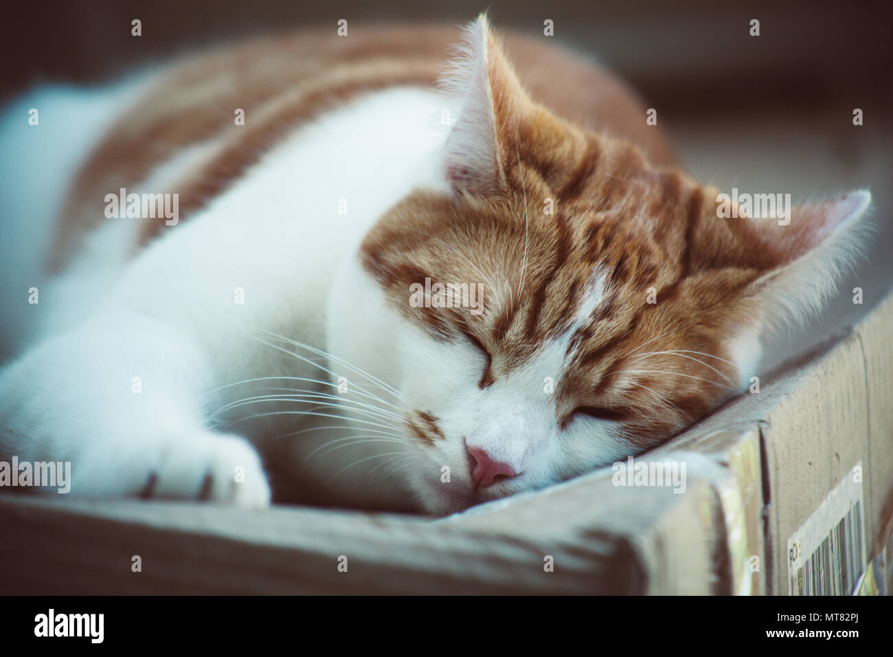 Ginger cat sleeping on bed hi-res stock photography and images - Alamy