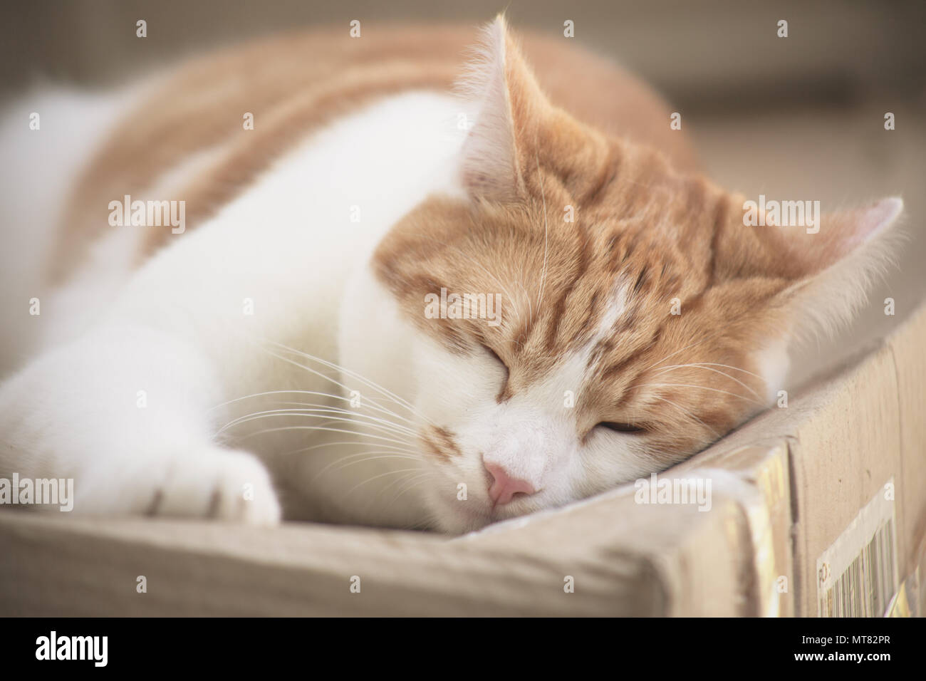 Pretty Cat Sleep High Resolution Stock Photography And Images Alamy