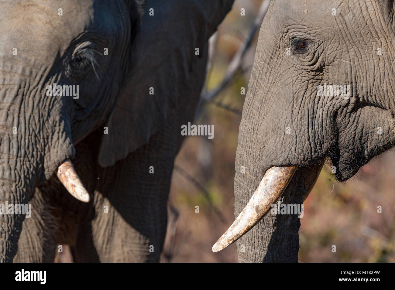 Elephants Loxodonta africana seen in Zimbabwe's Hwange National Park. Stock Photo